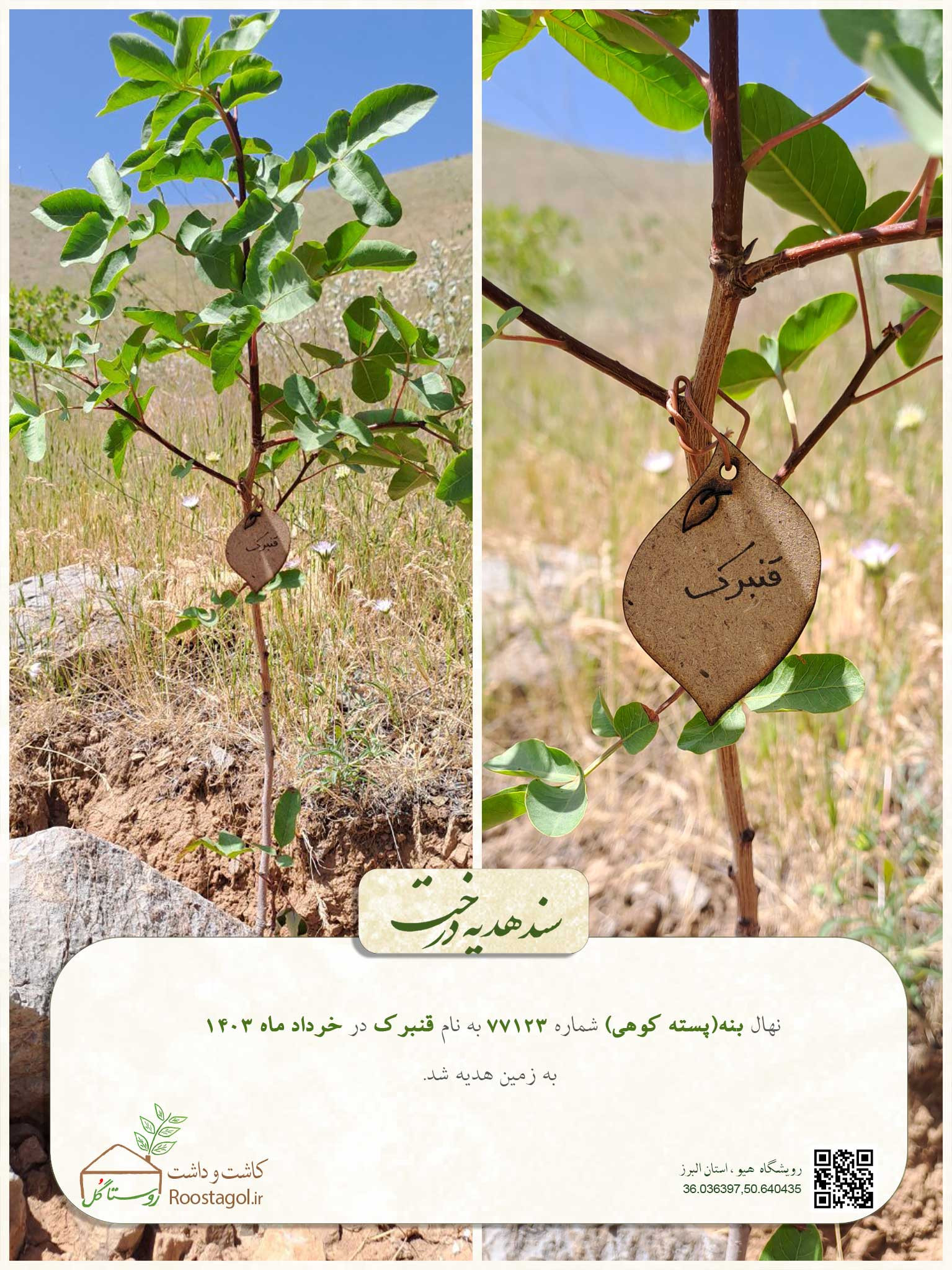 سفارش درخت