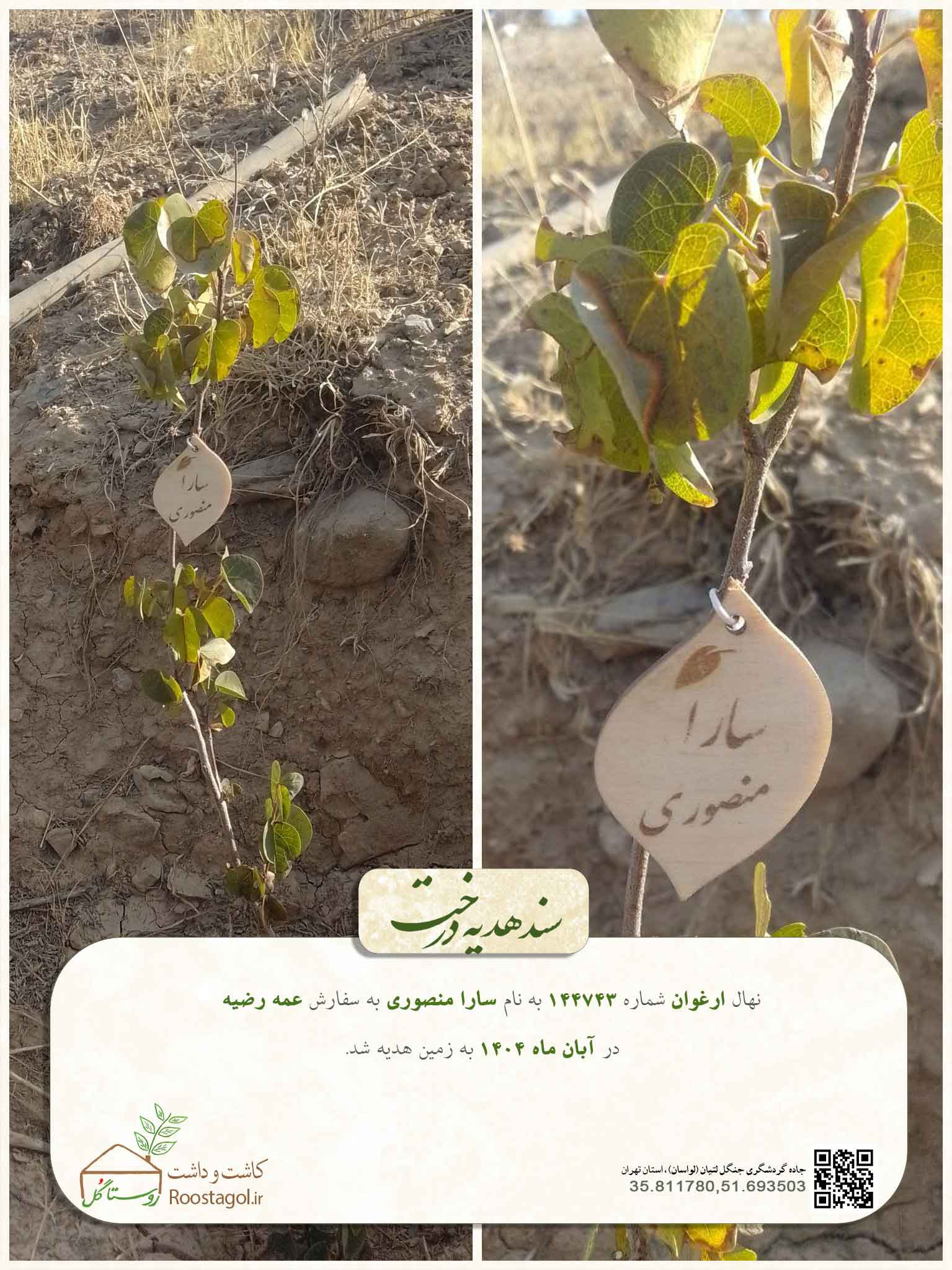 سارا منصوری