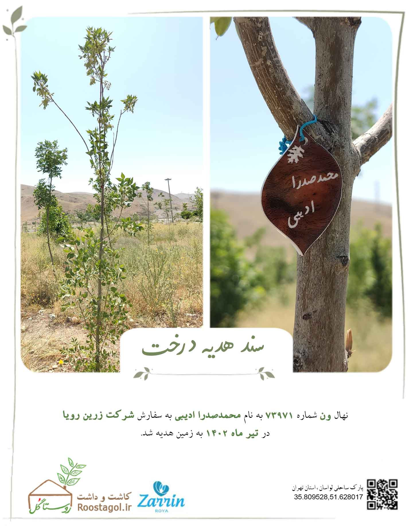 سفارش درخت