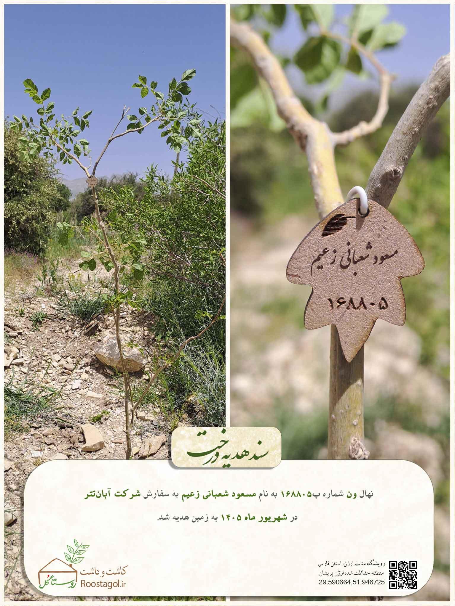 مسعود شعبانی زعیم