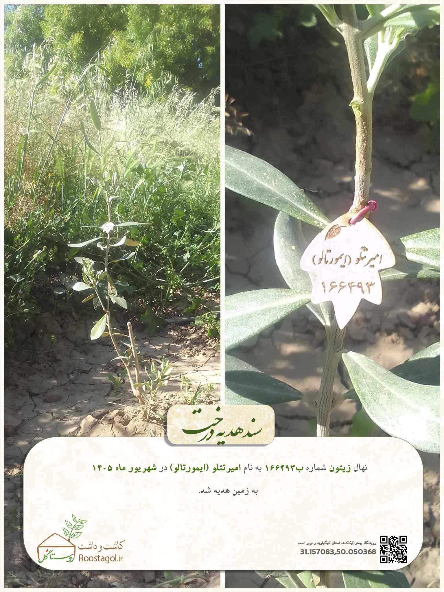 سفارش درخت