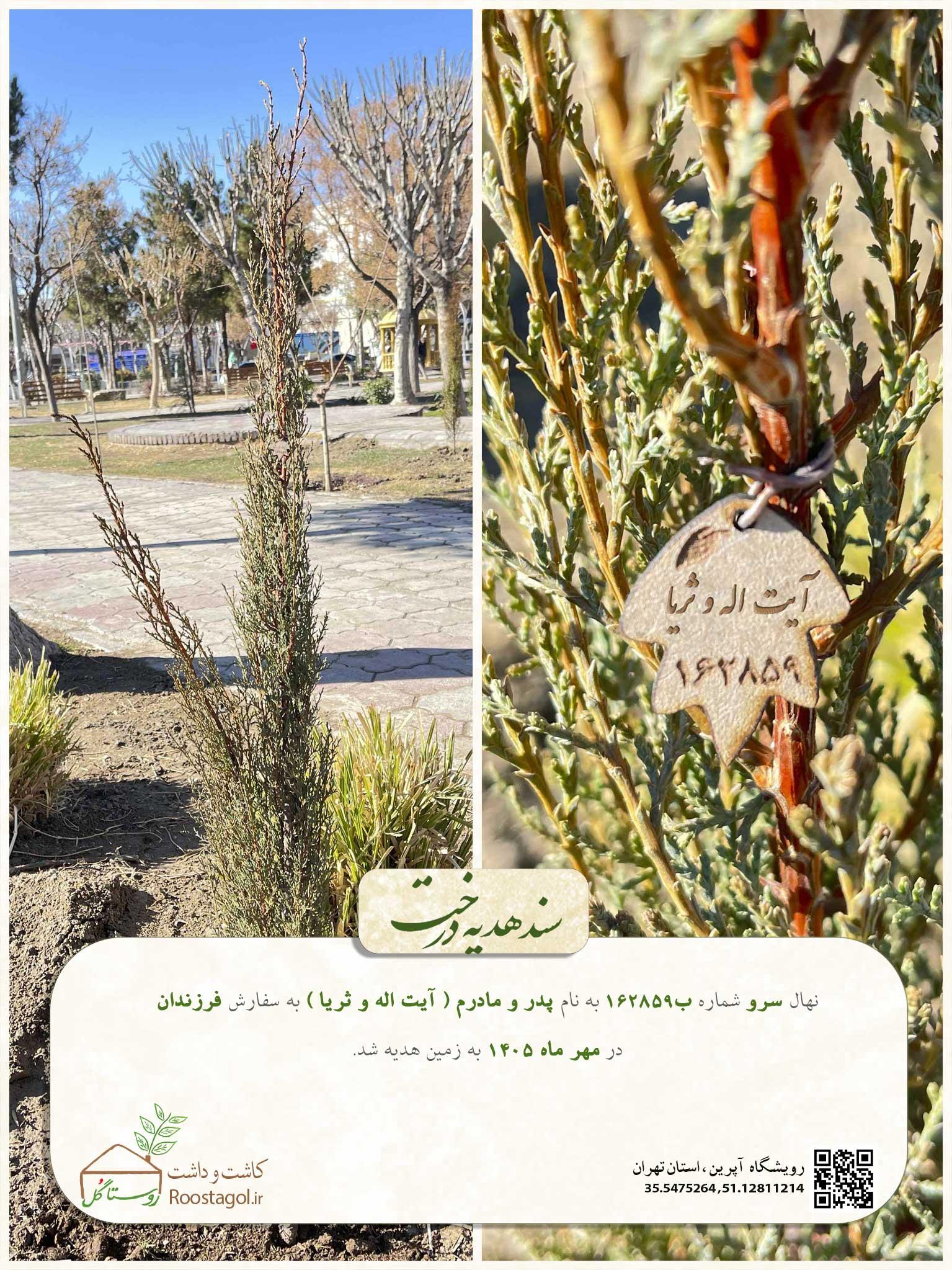 سفارش درخت