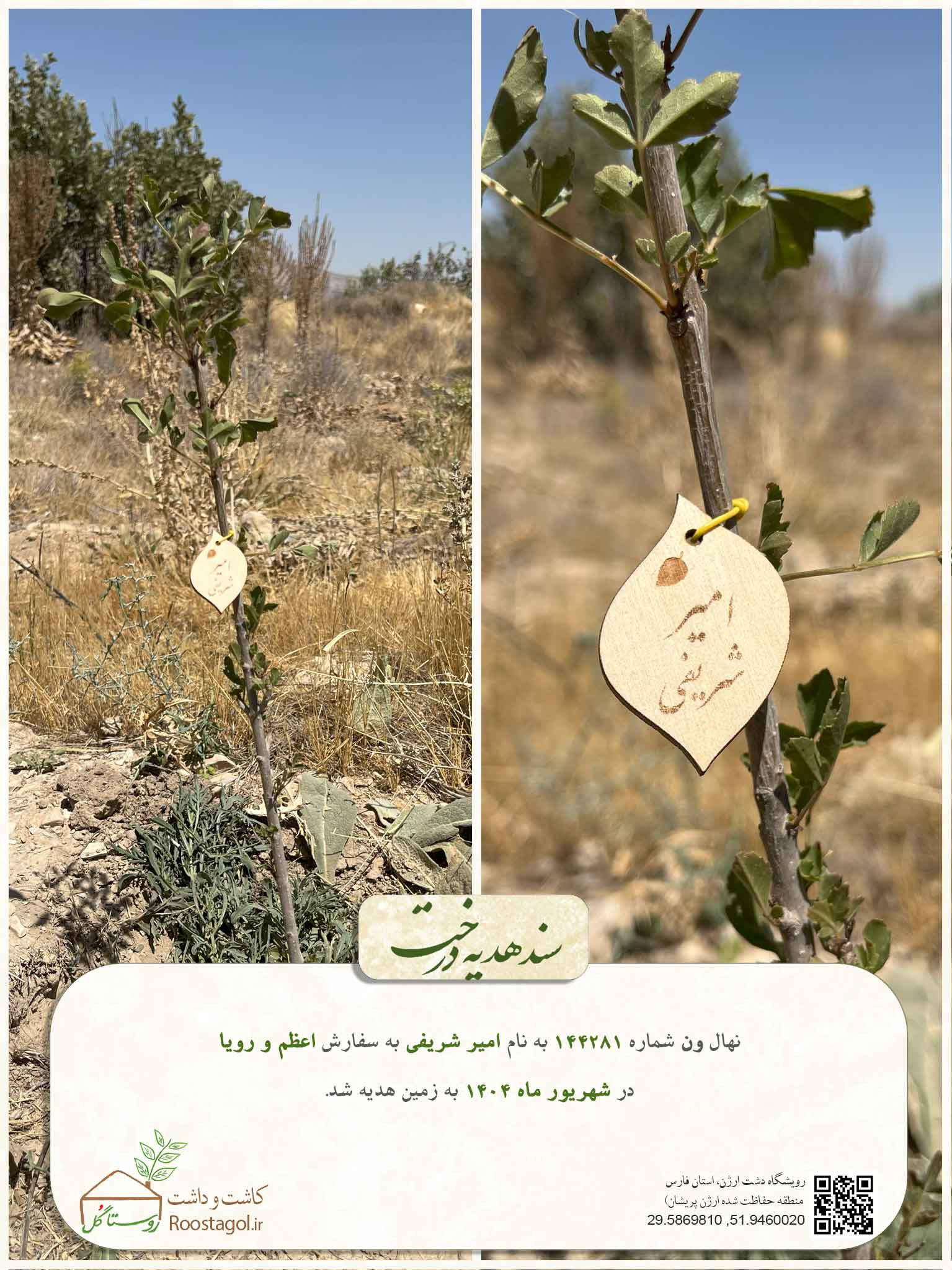 امیر شریفی
