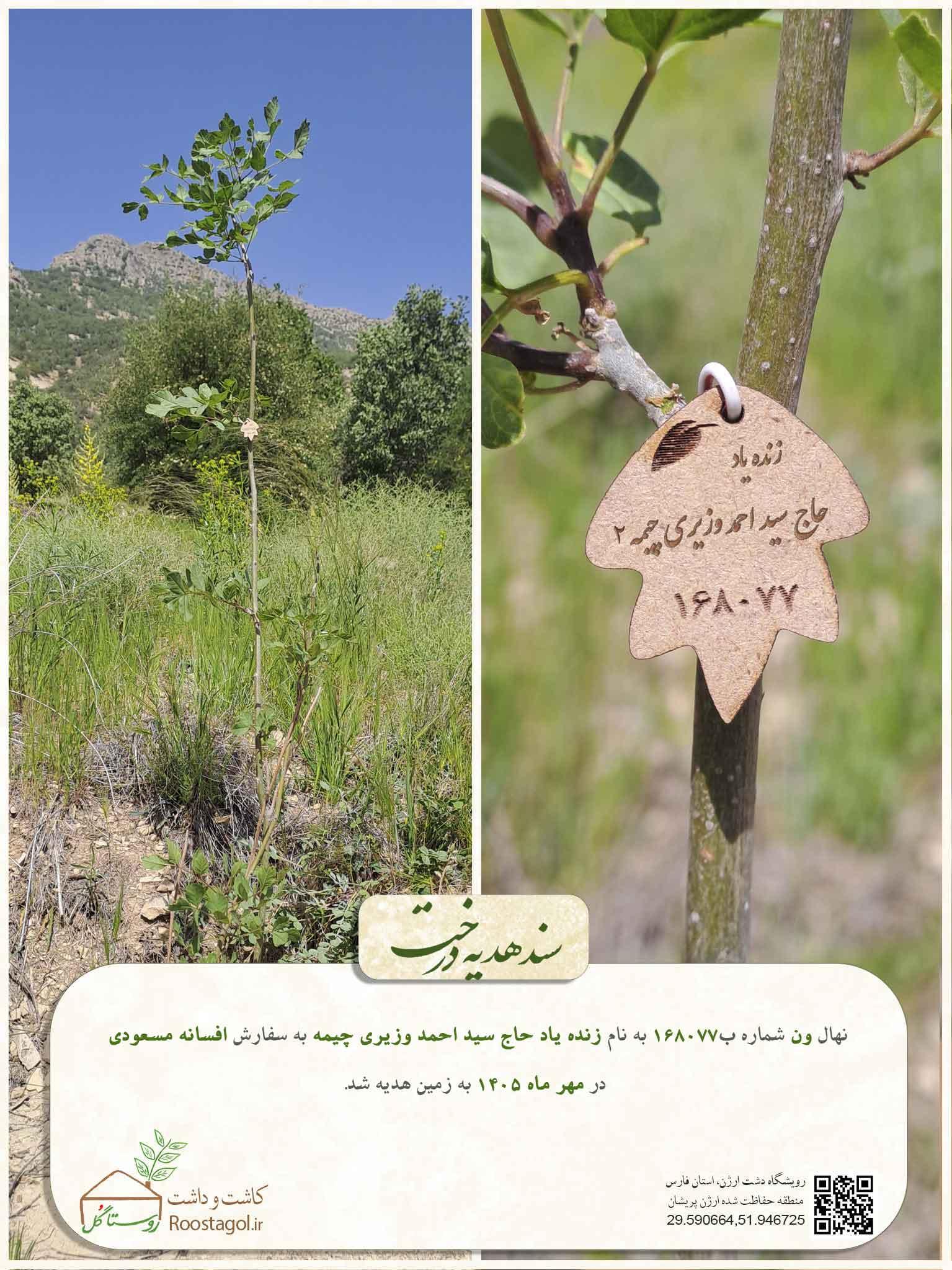سفارش درخت