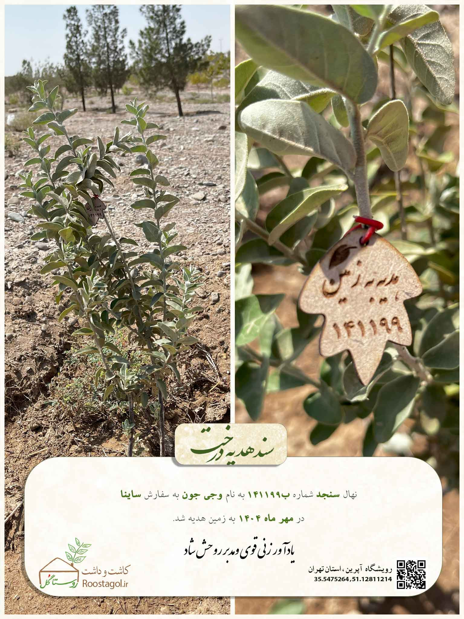 سفارش درخت