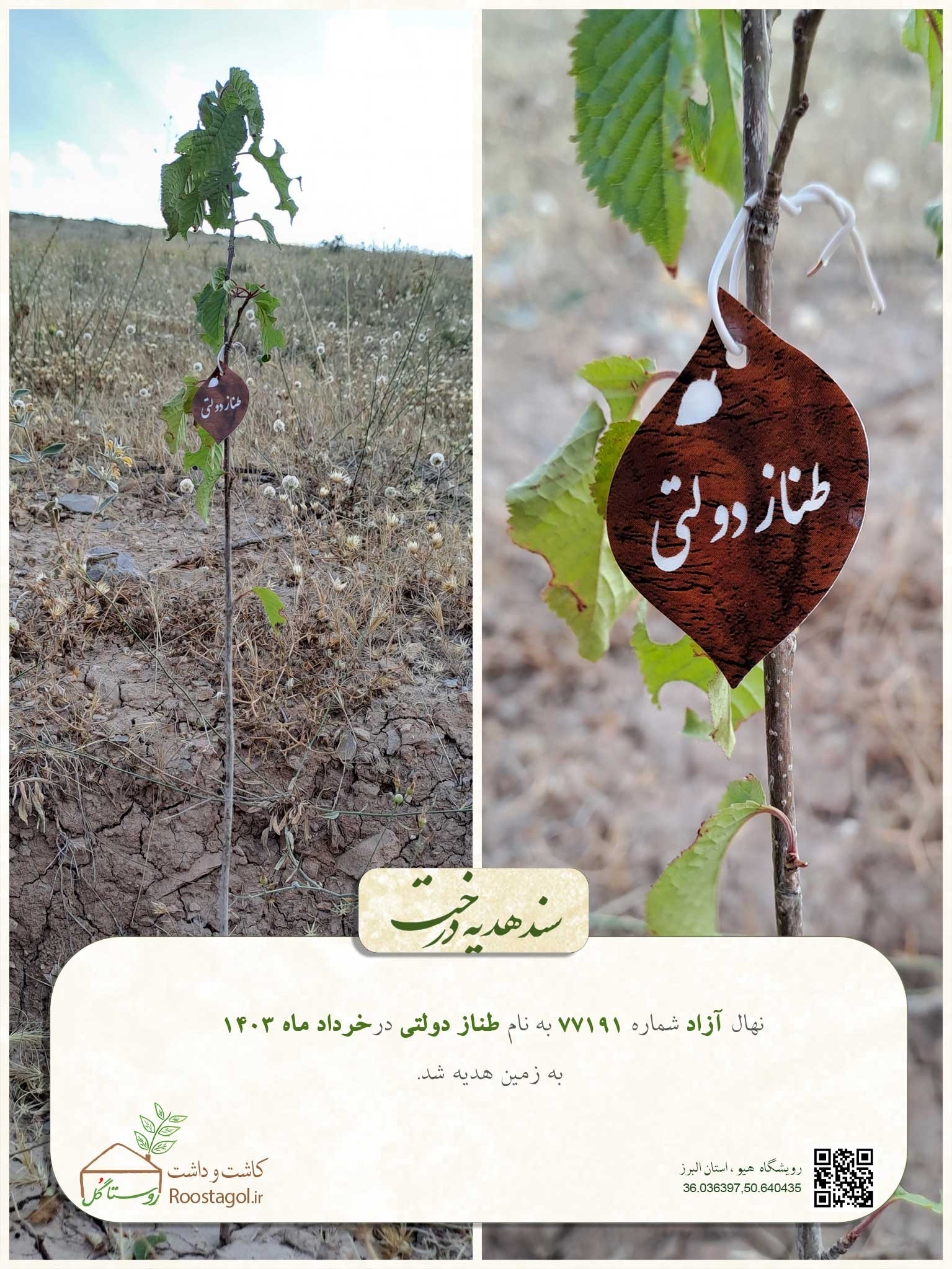 سفارش درخت