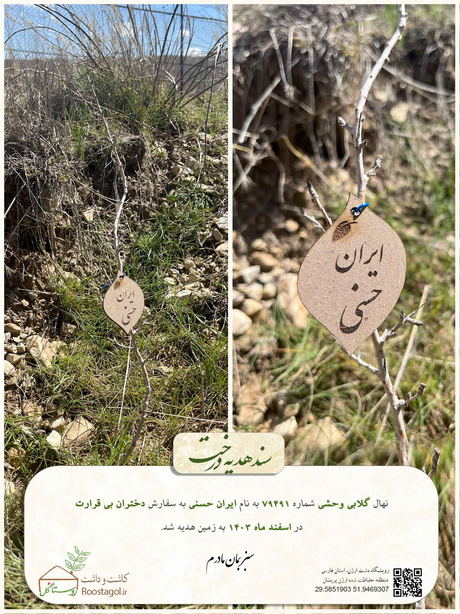 سفارش درخت