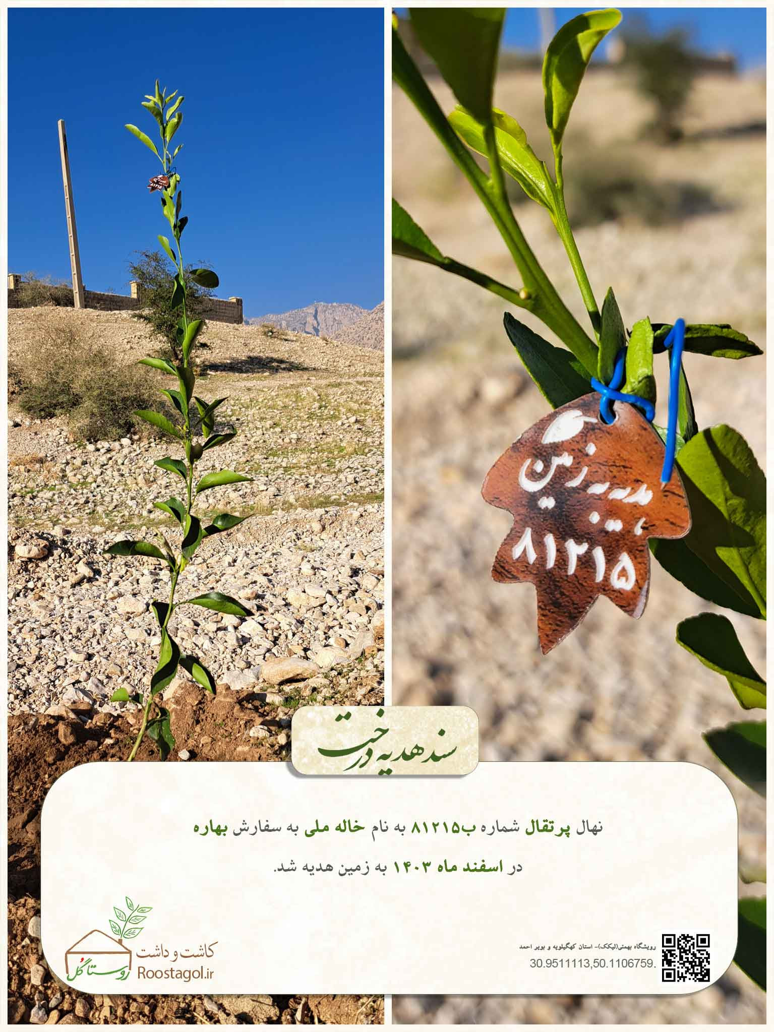 سفارش درخت
