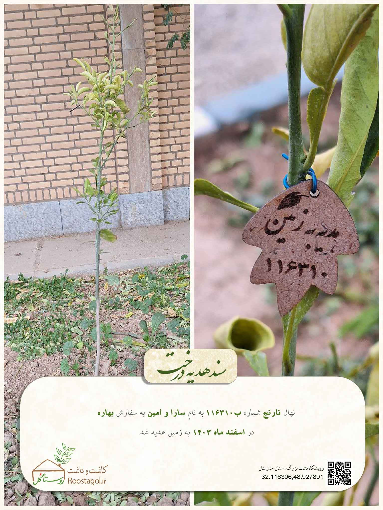 سفارش درخت