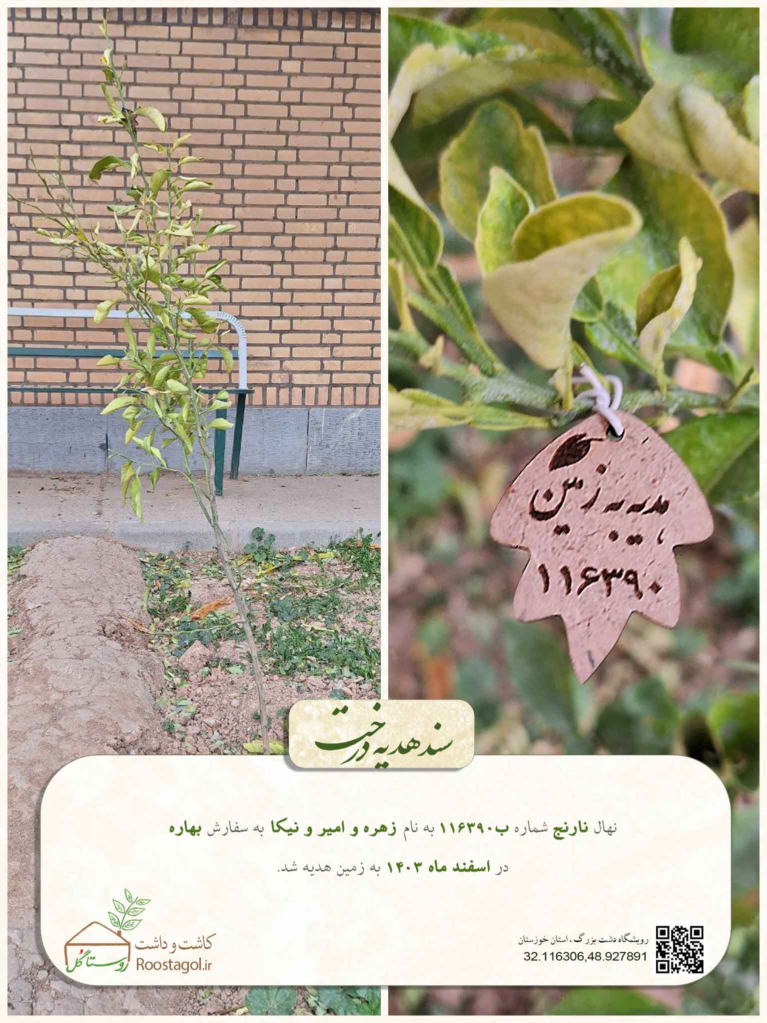 سفارش درخت