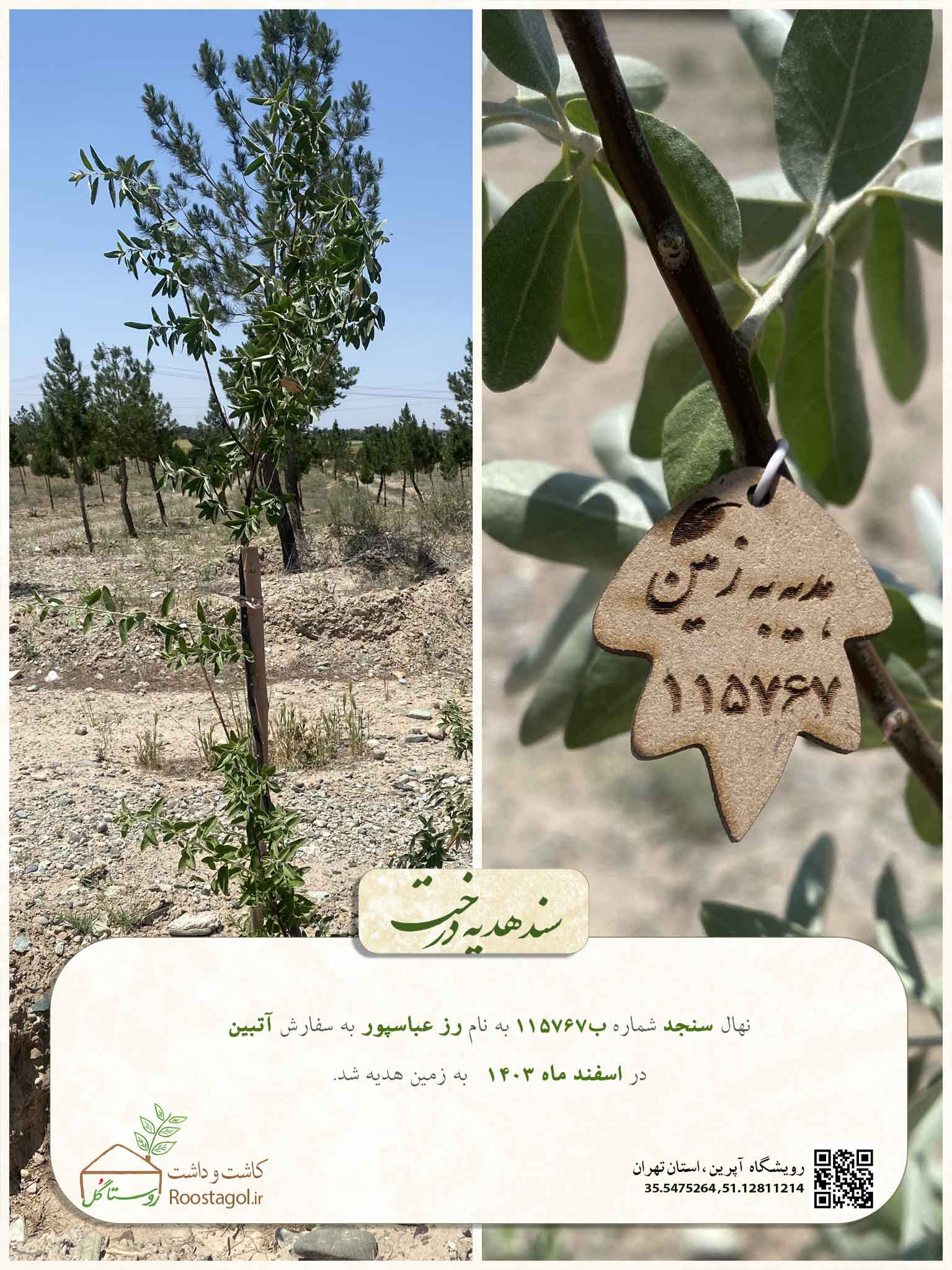 سفارش درخت