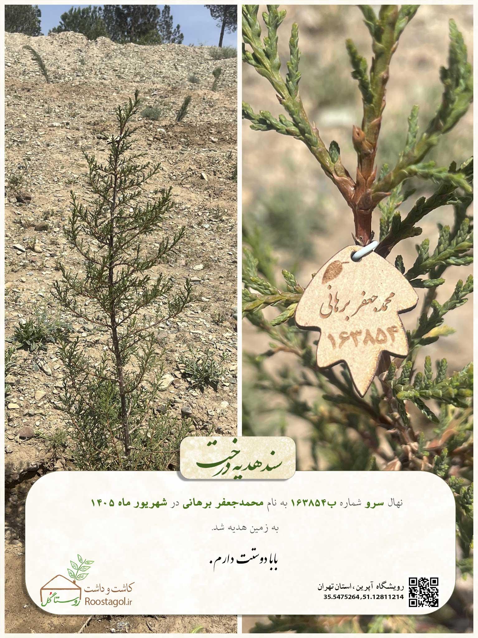 سفارش درخت