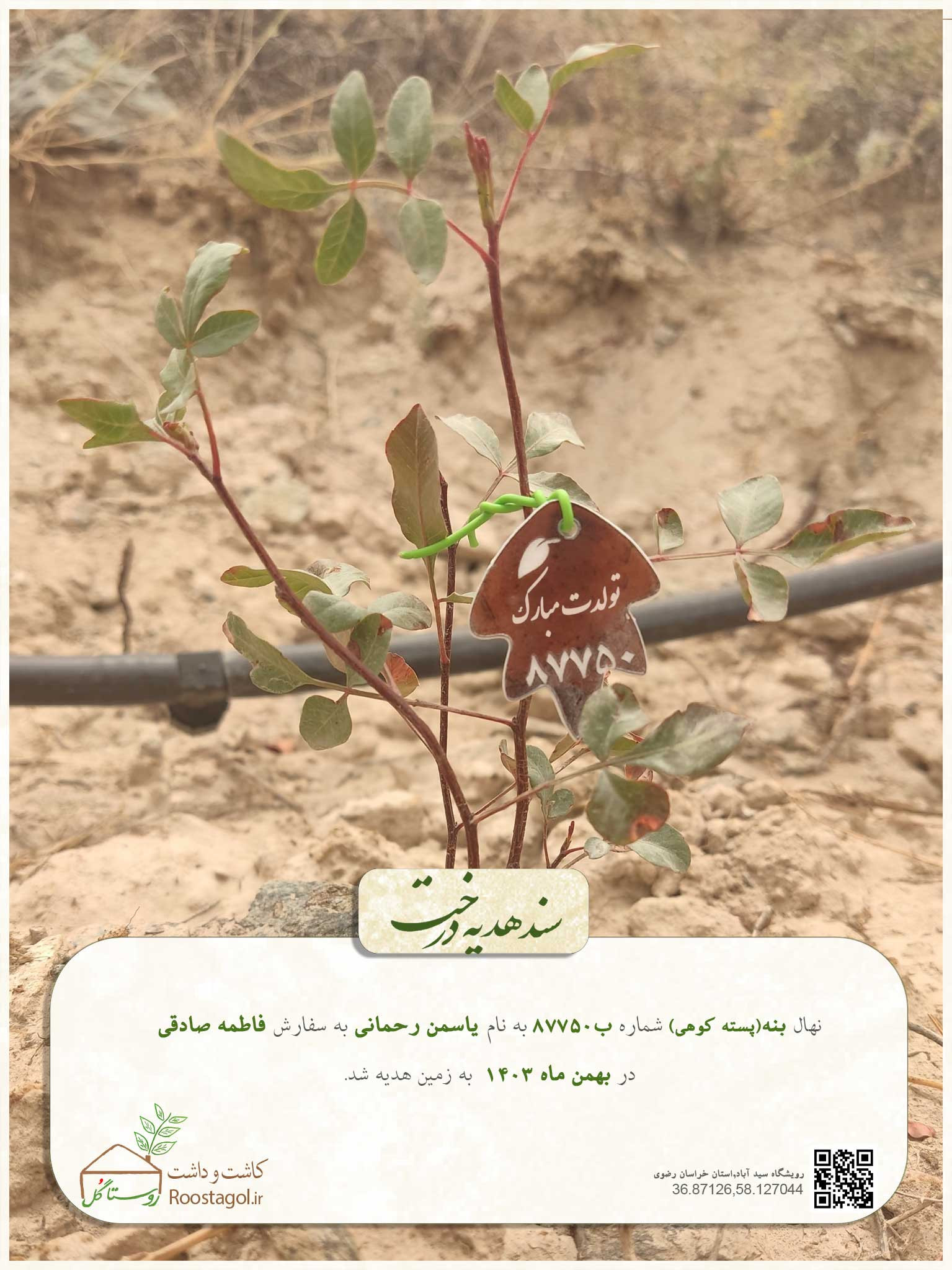 سفارش درخت