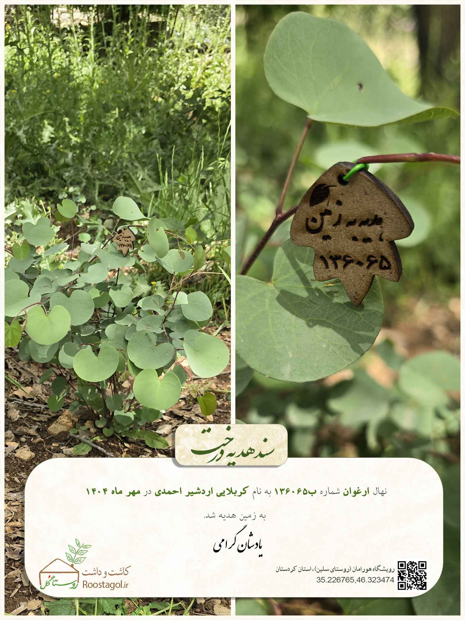 سفارش درخت