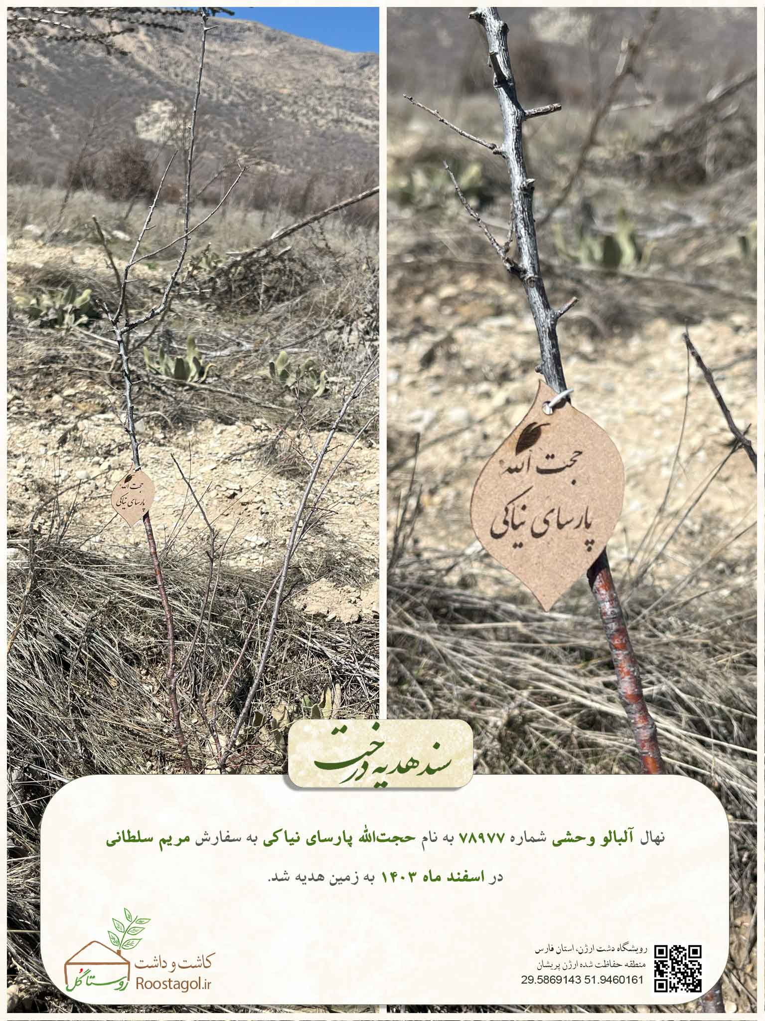سفارش درخت