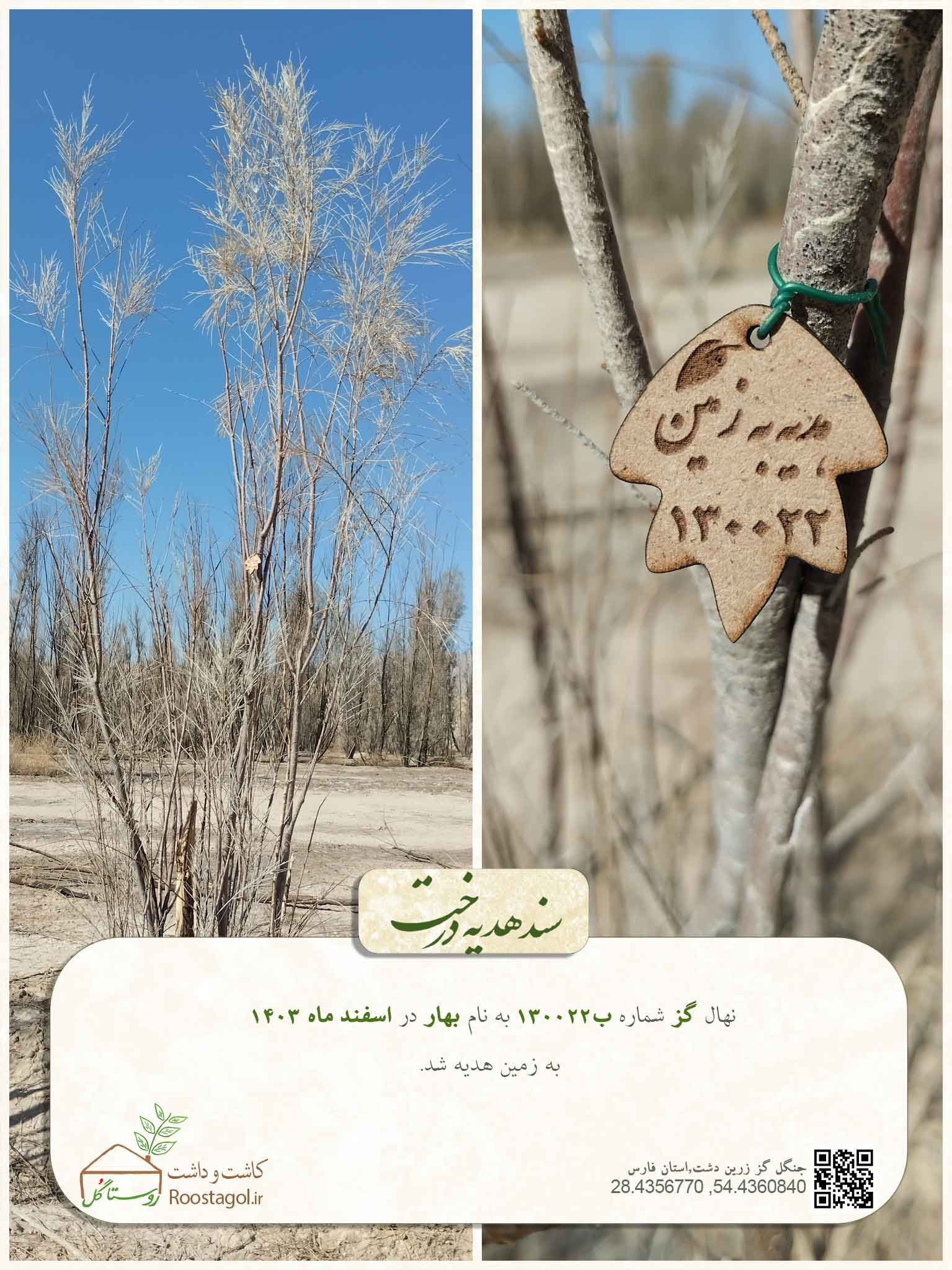 سفارش درخت
