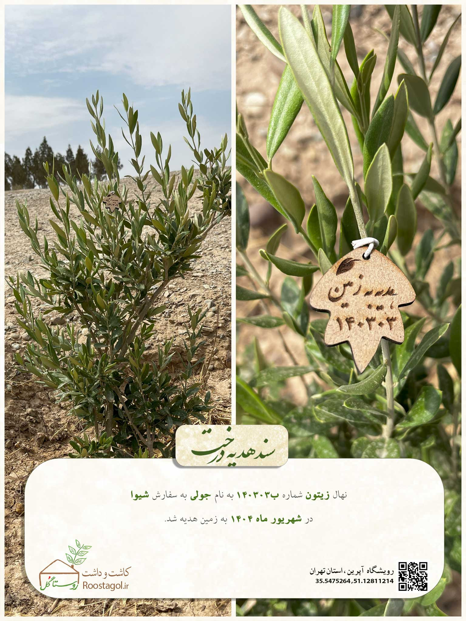 سفارش درخت