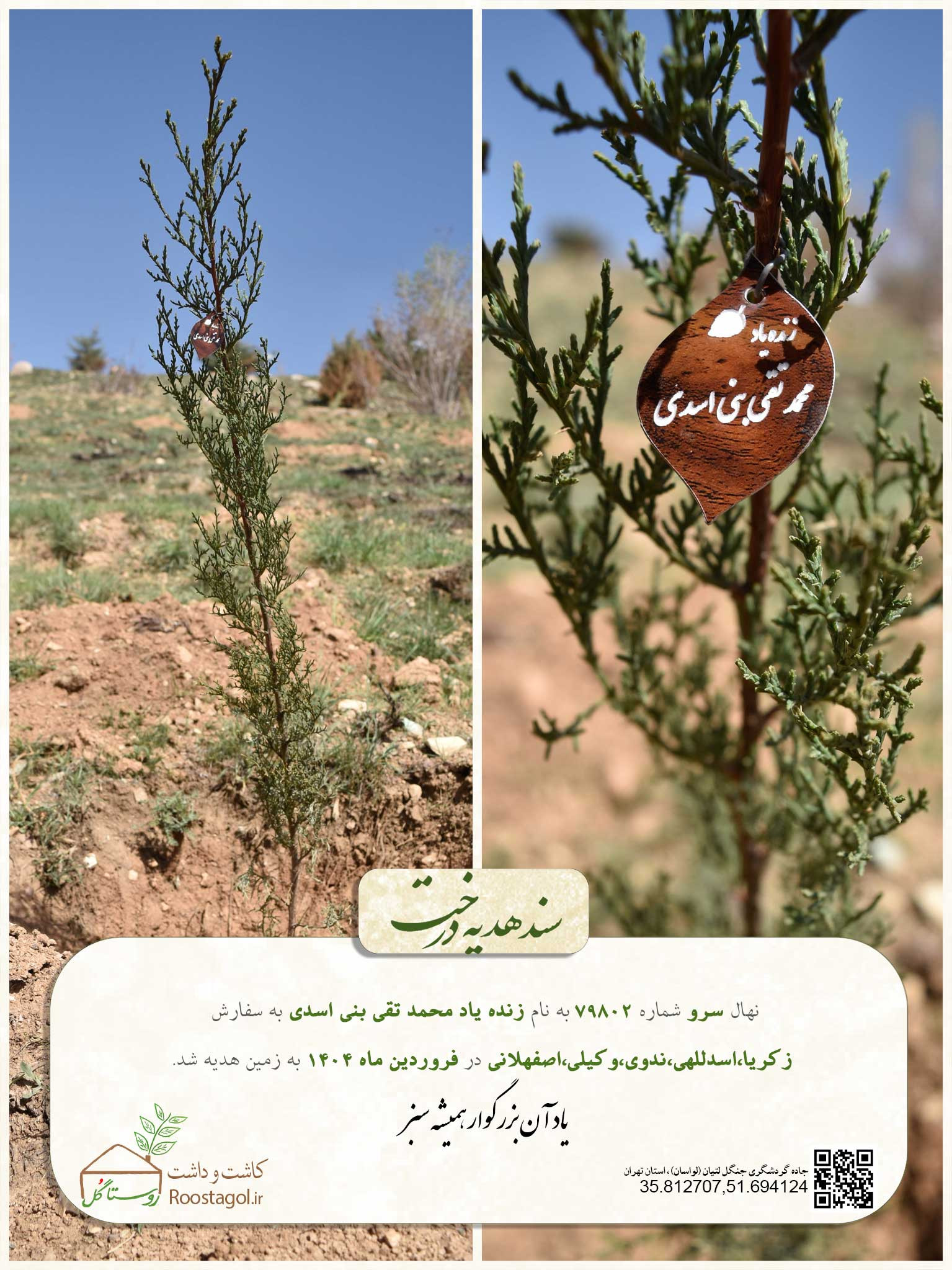سفارش درخت