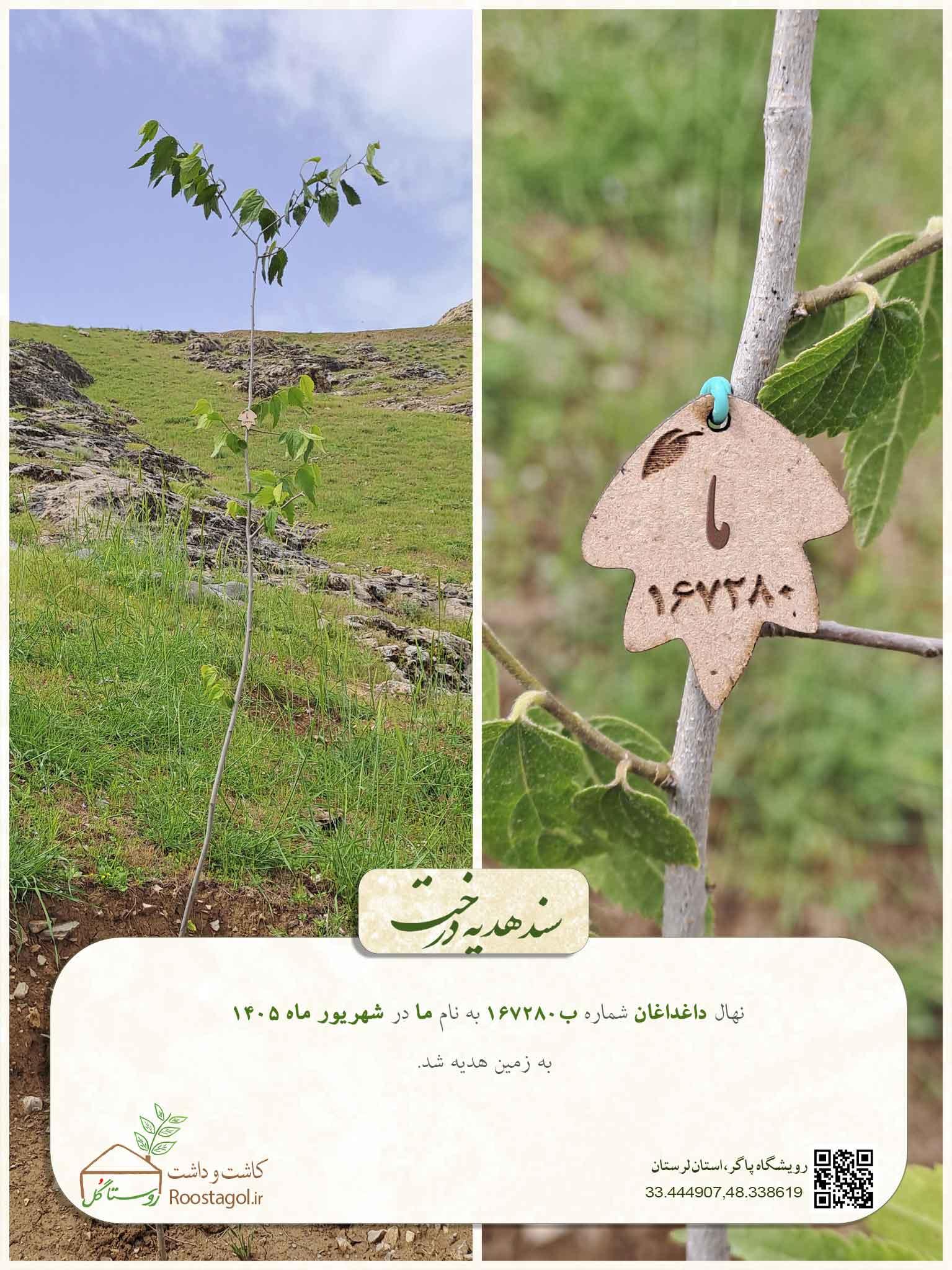 سفارش درخت