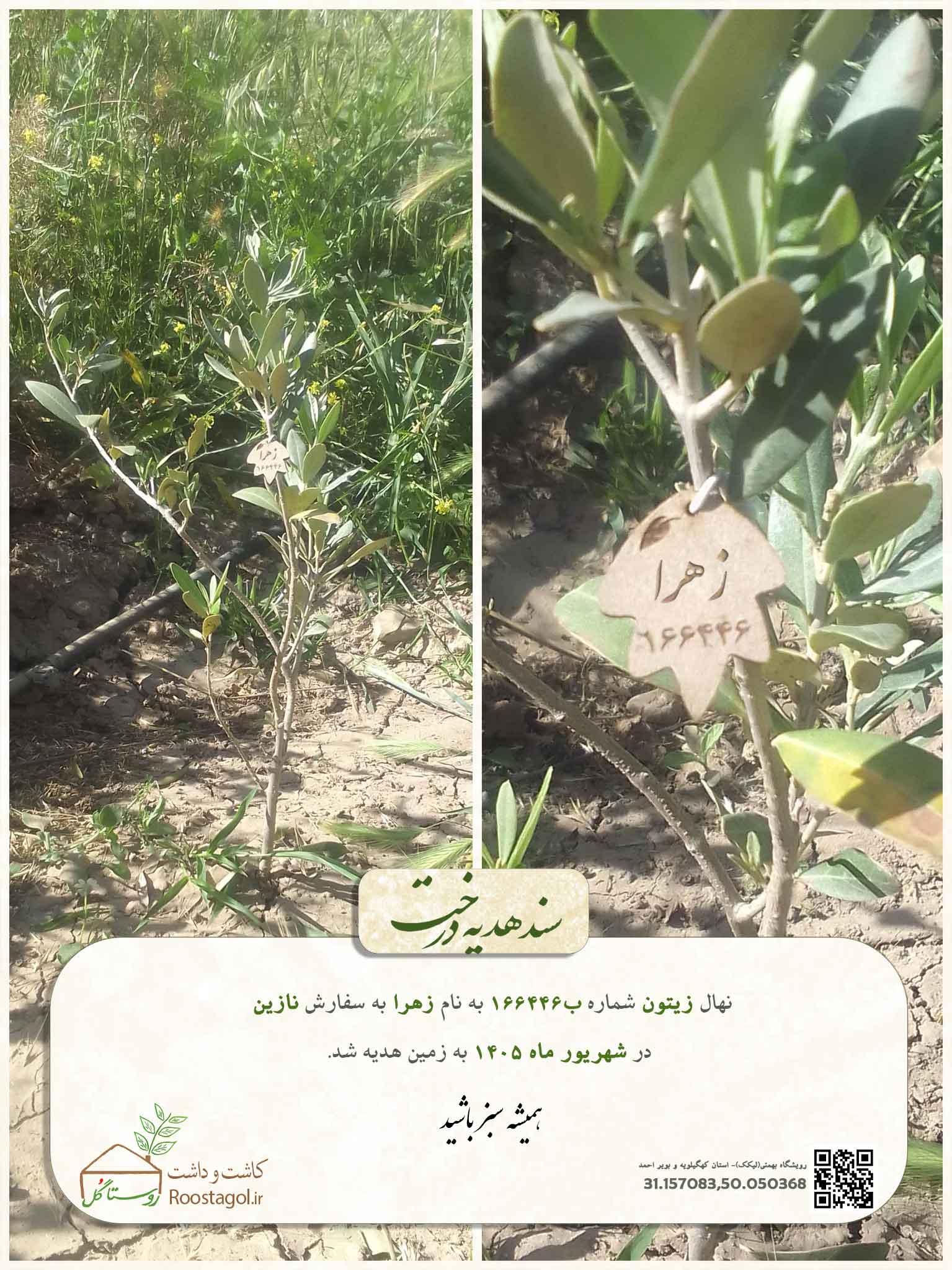 سفارش درخت