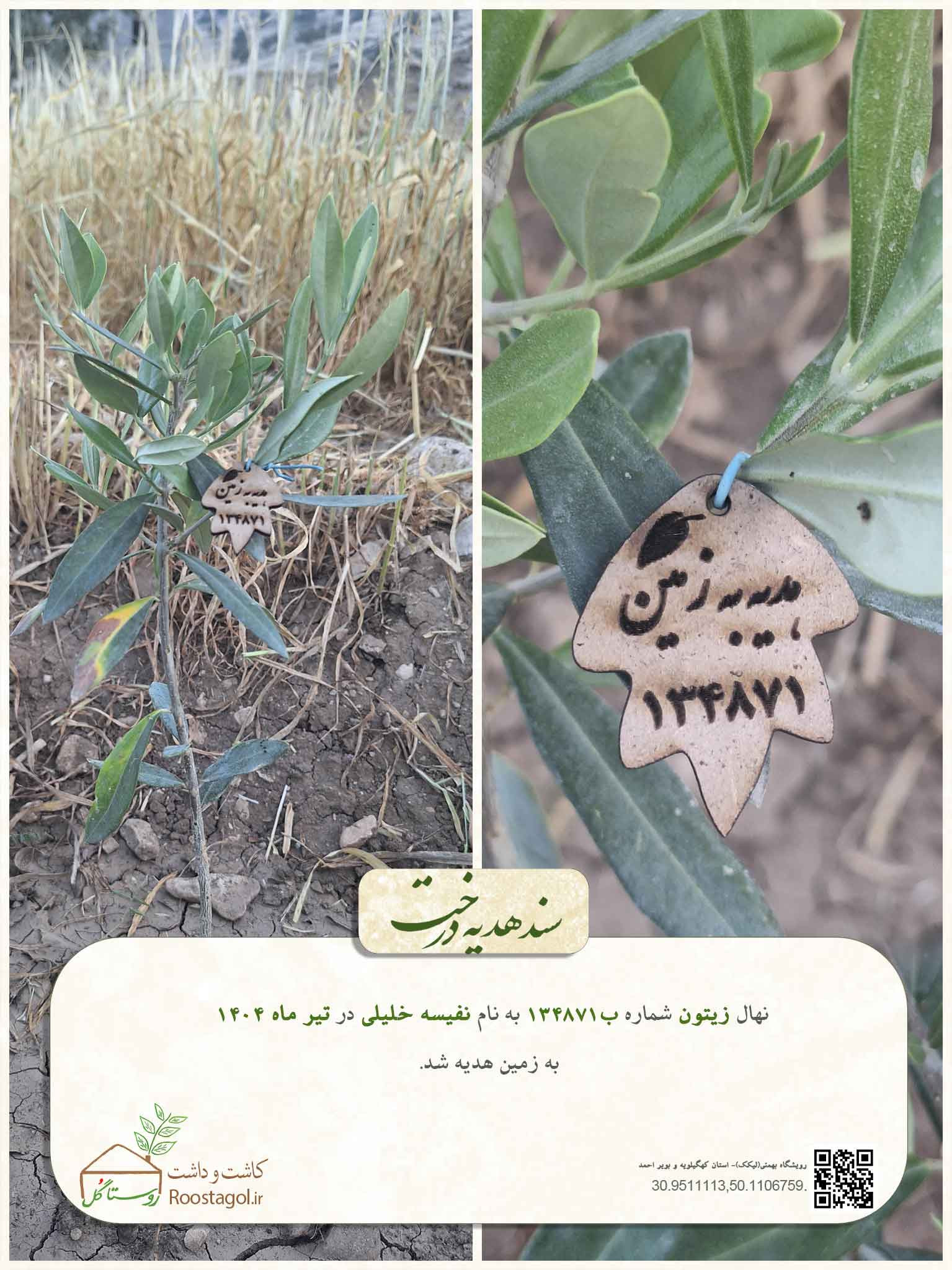 سفارش درخت