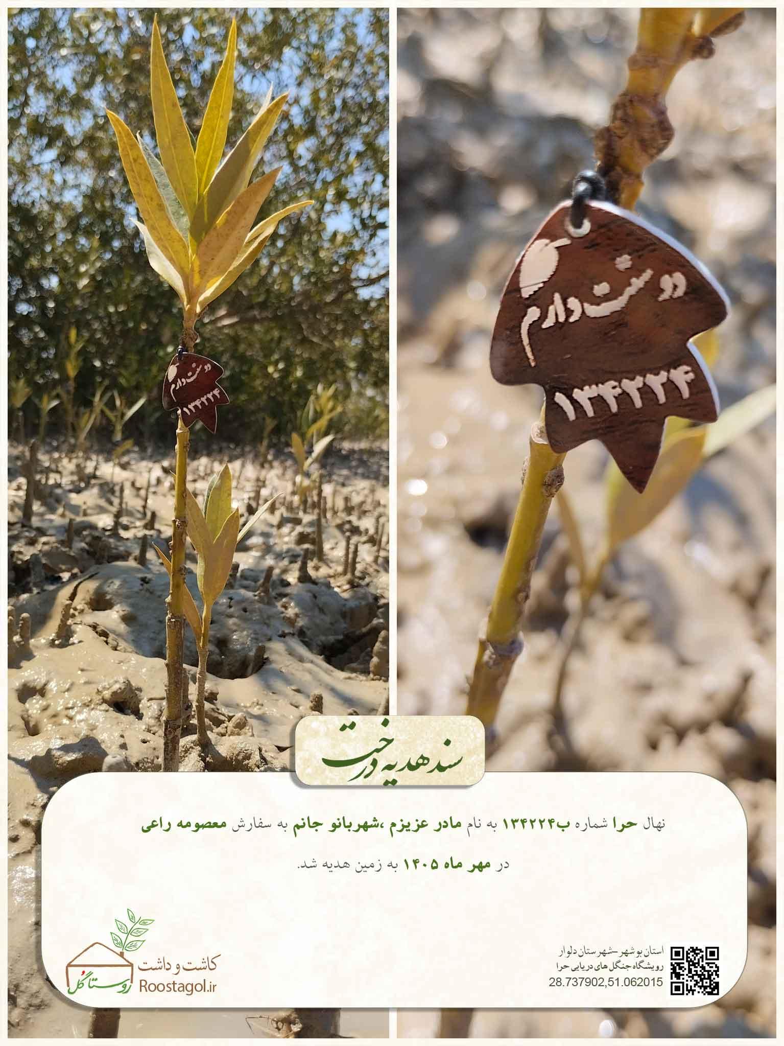 سفارش درخت