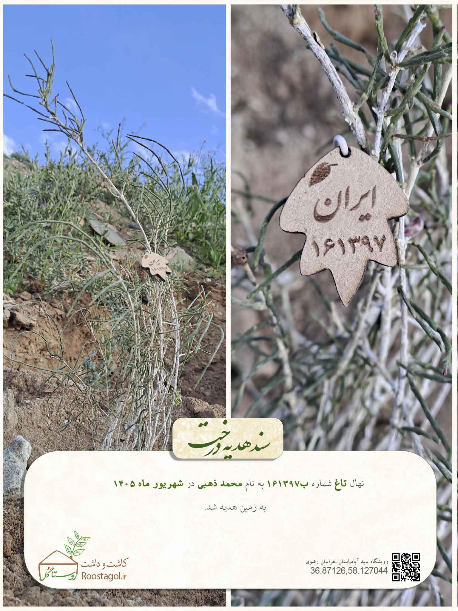 سفارش درخت