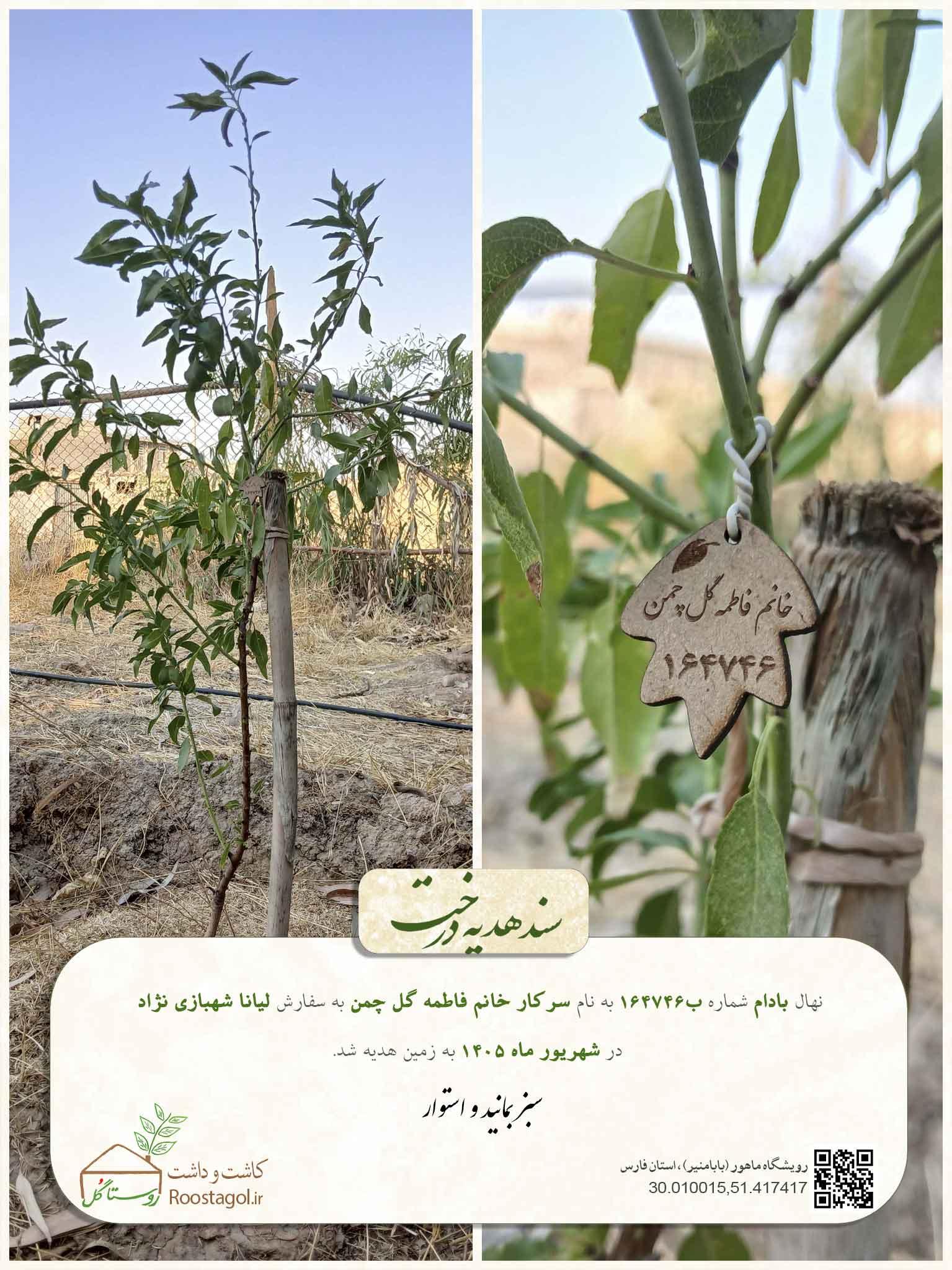 سفارش درخت