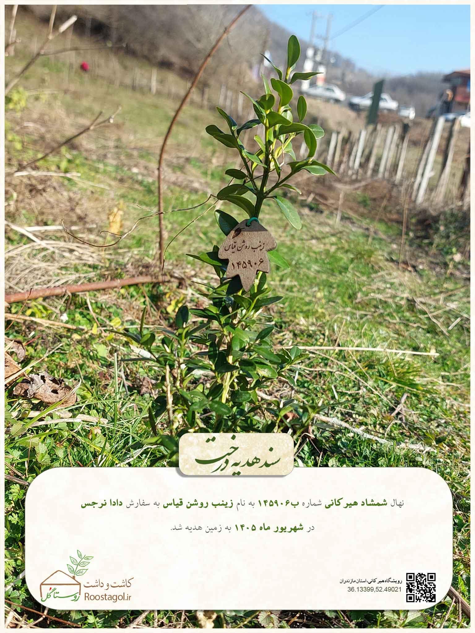 سفارش درخت