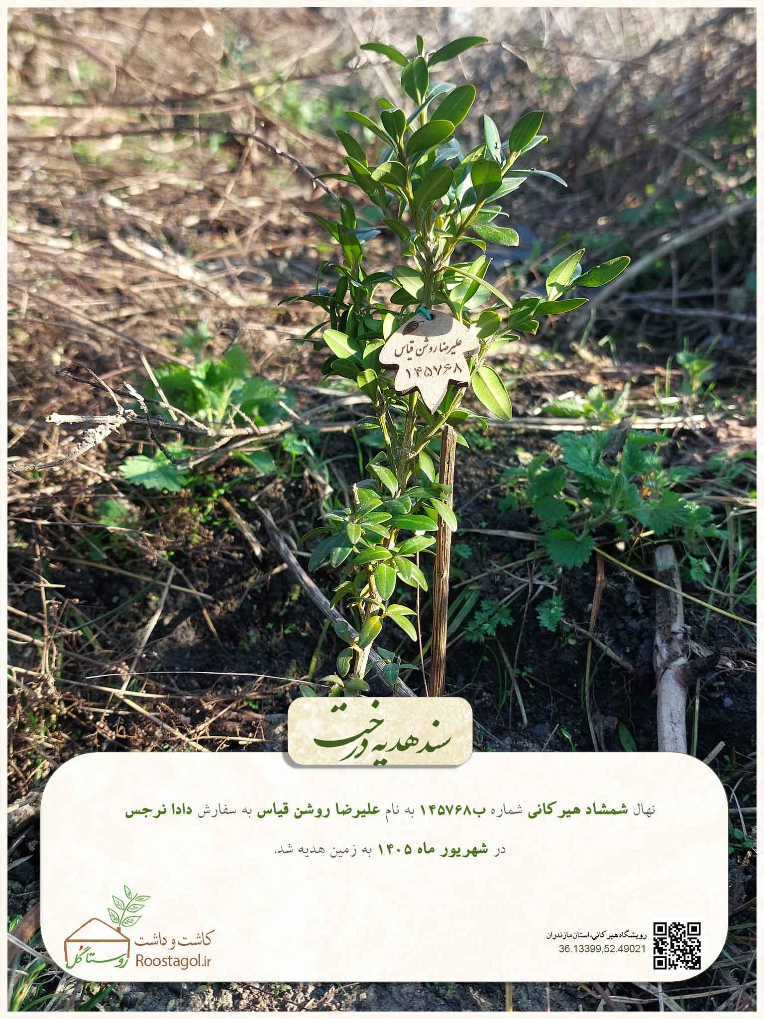 سفارش درخت