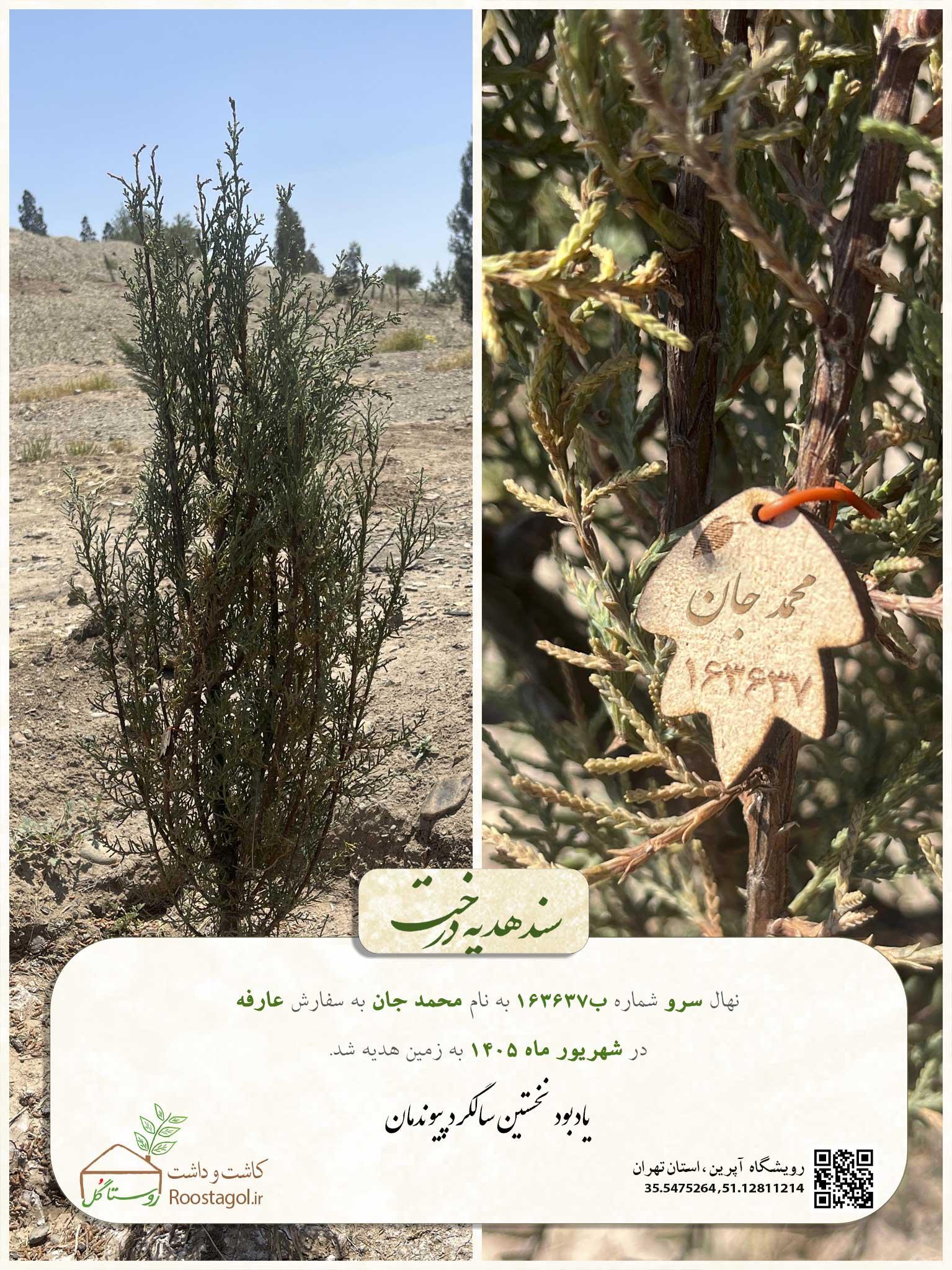 سفارش درخت