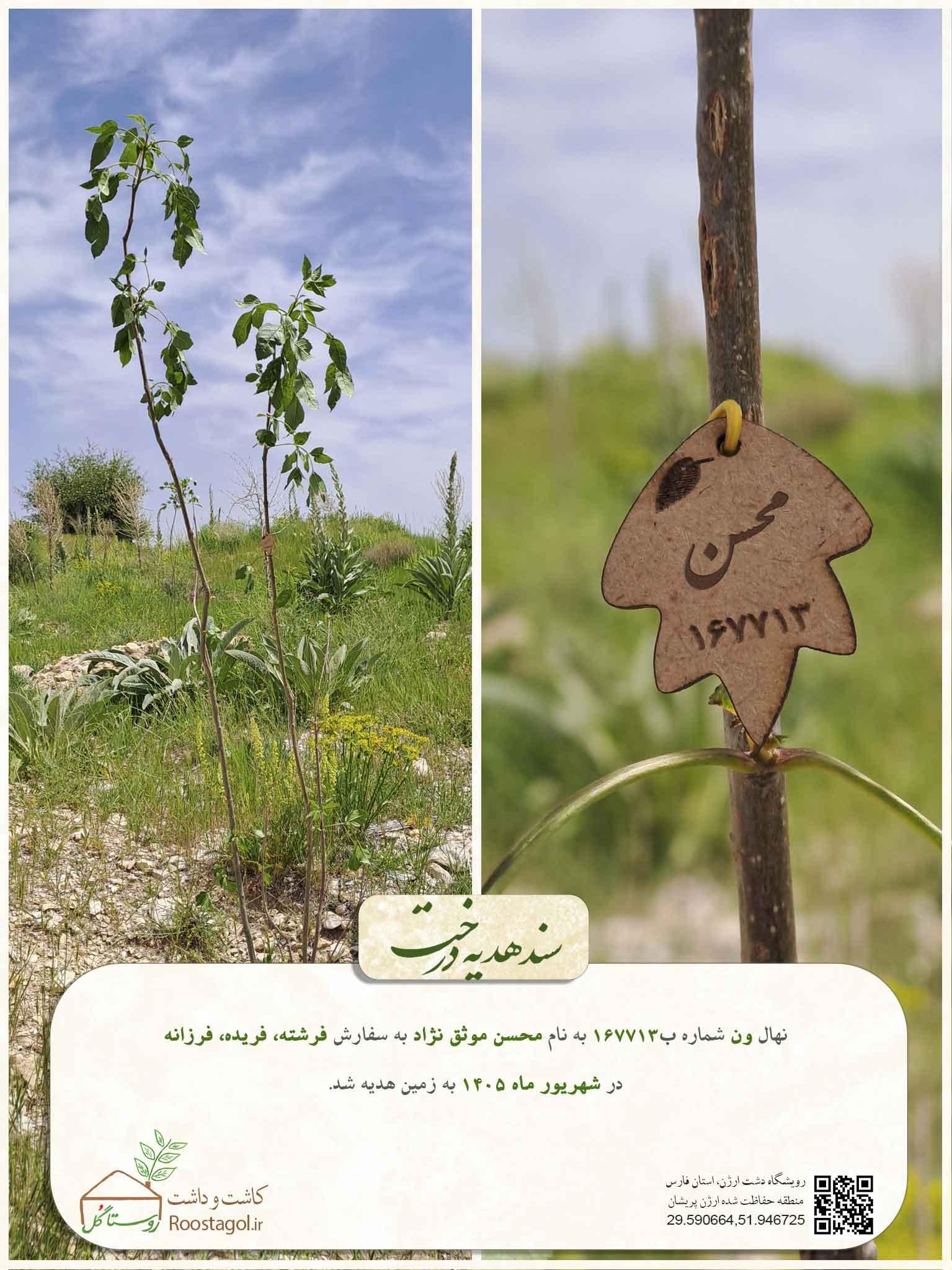 سفارش درخت