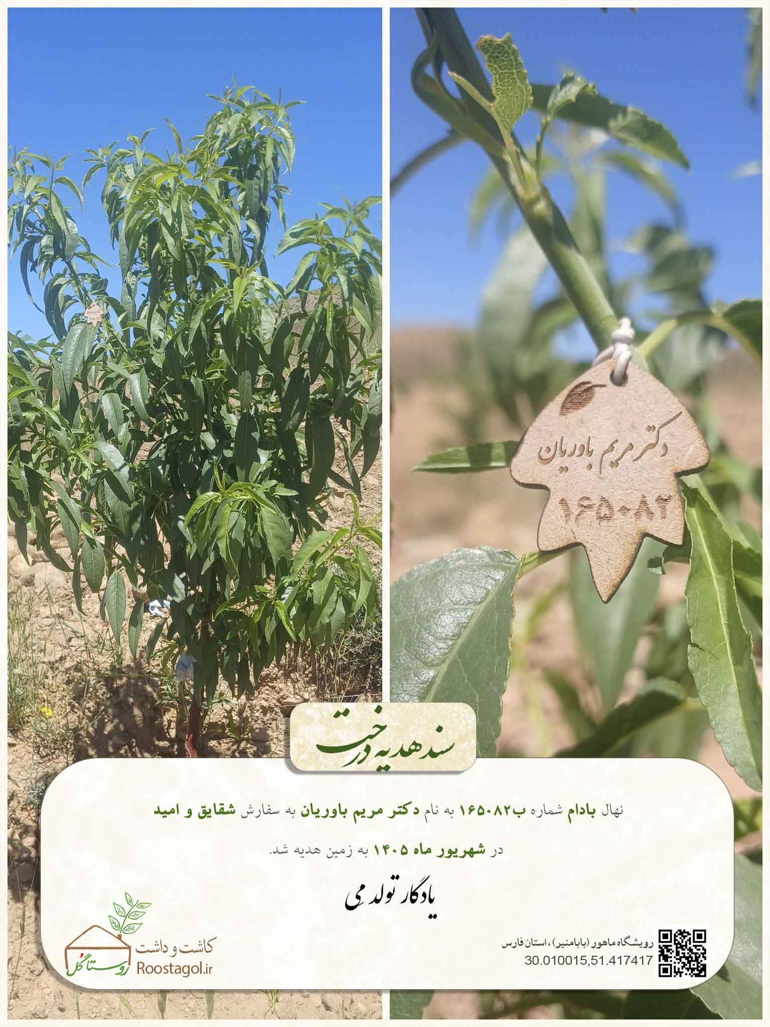 سفارش درخت