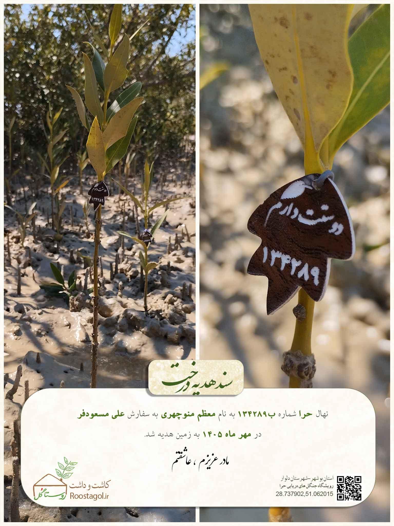 سفارش درخت