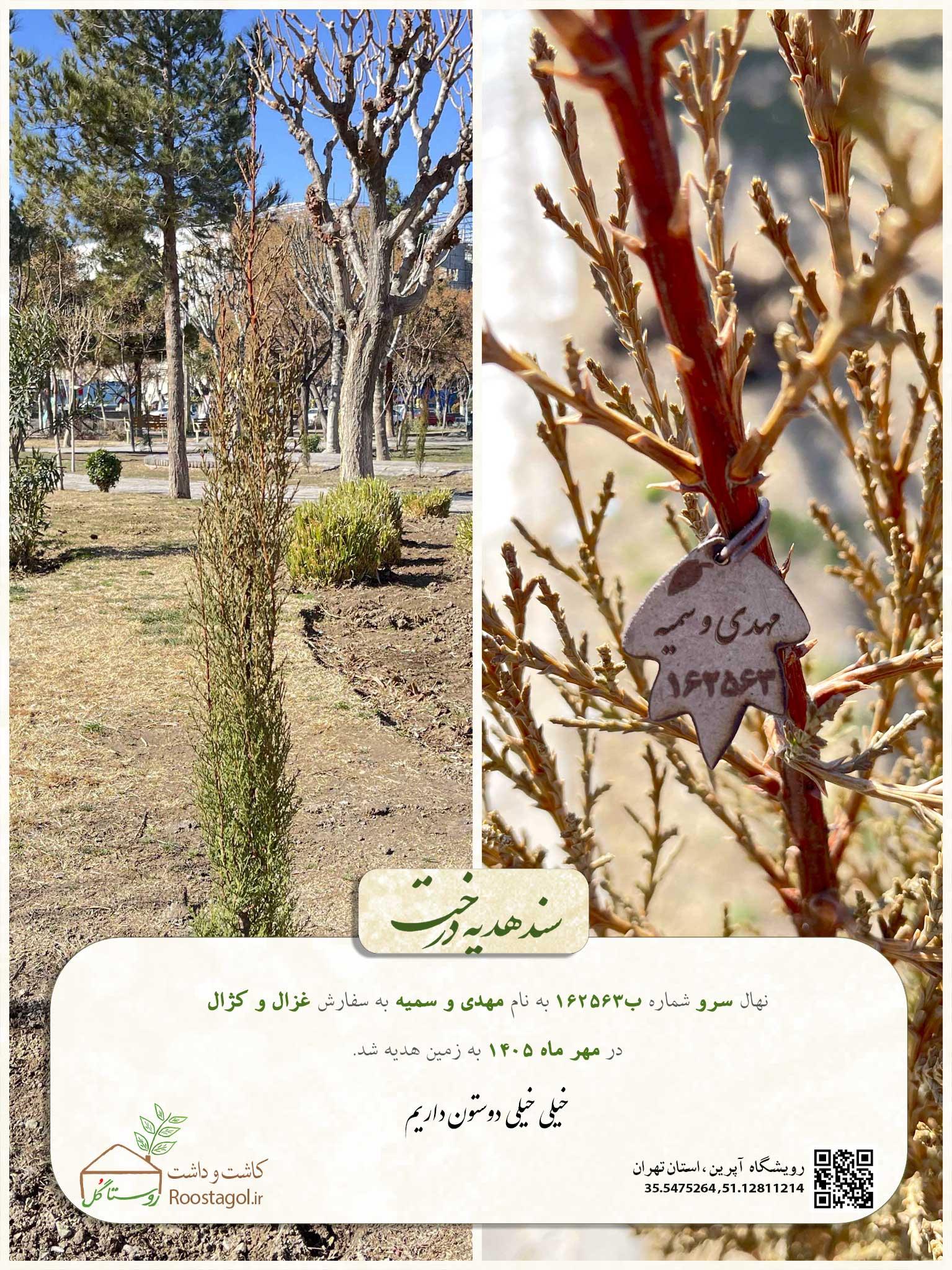 سفارش درخت