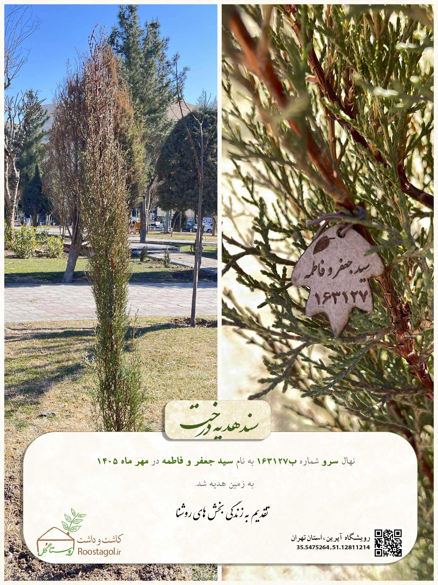 سفارش درخت