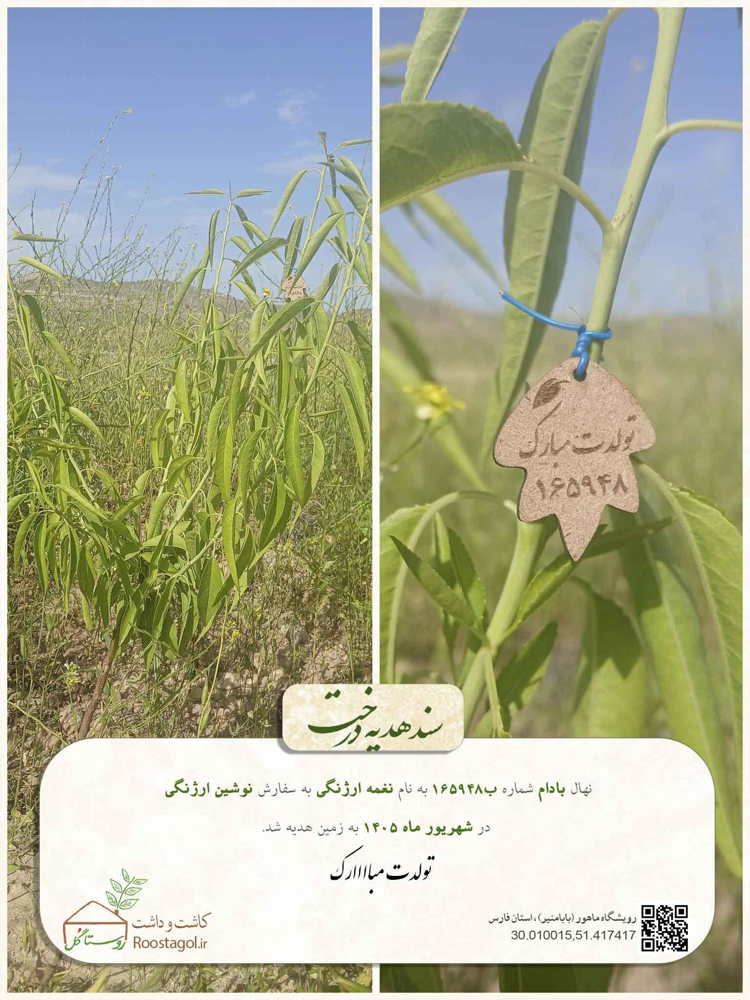 سفارش درخت
