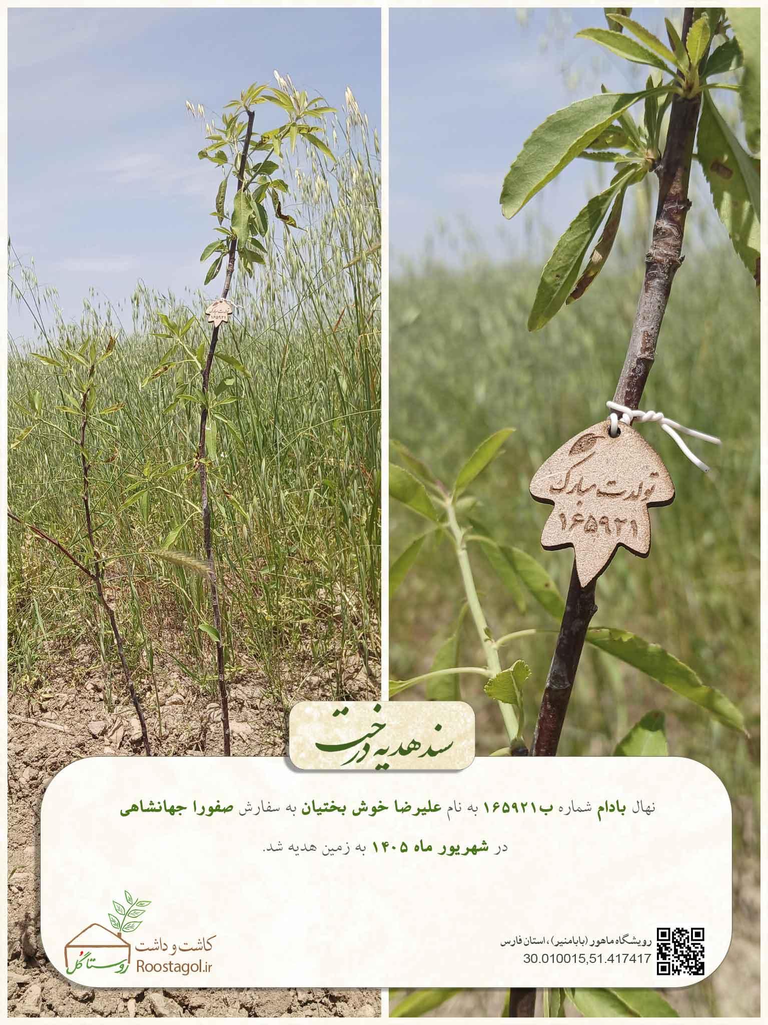سفارش درخت
