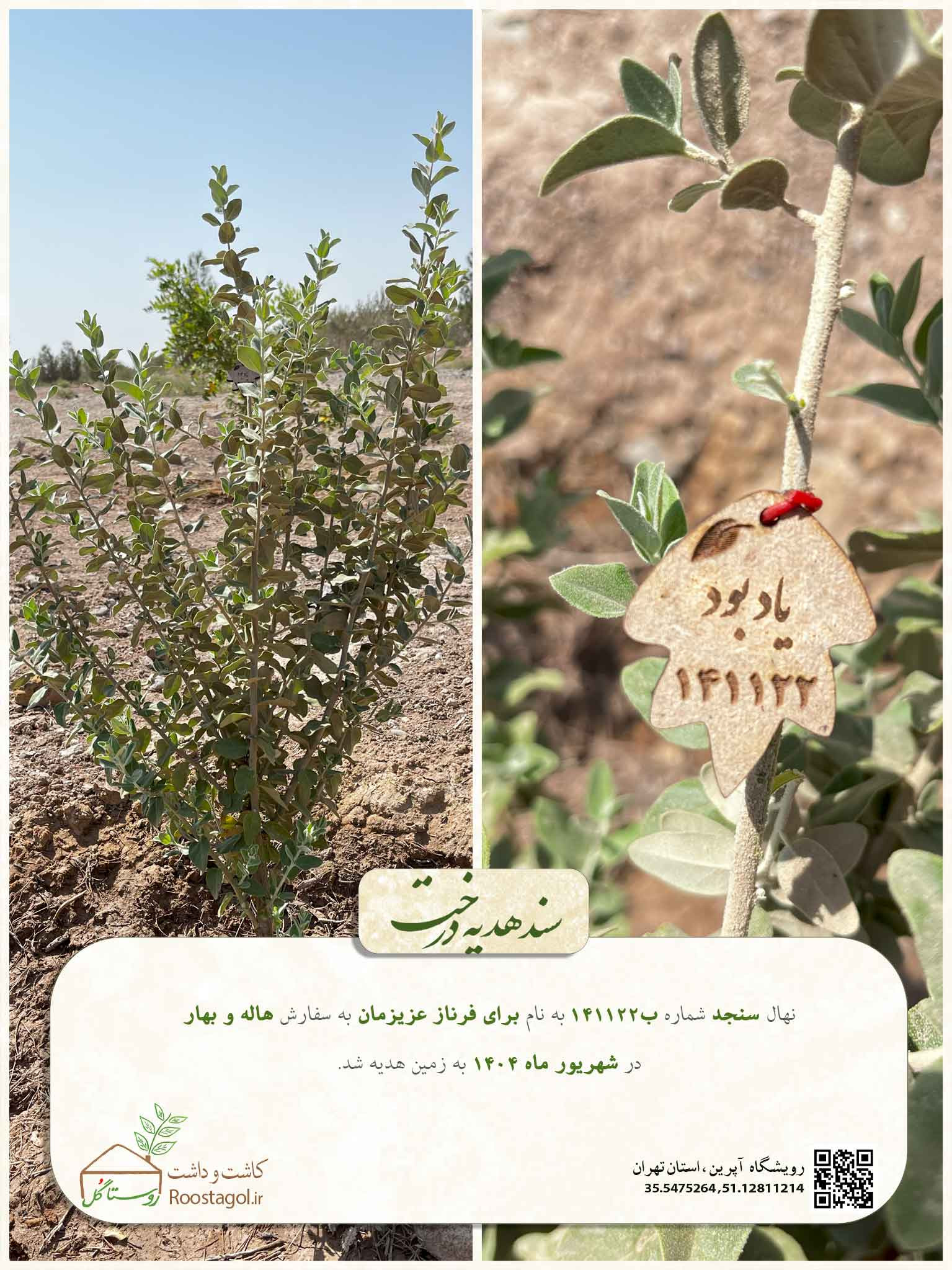 سفارش درخت