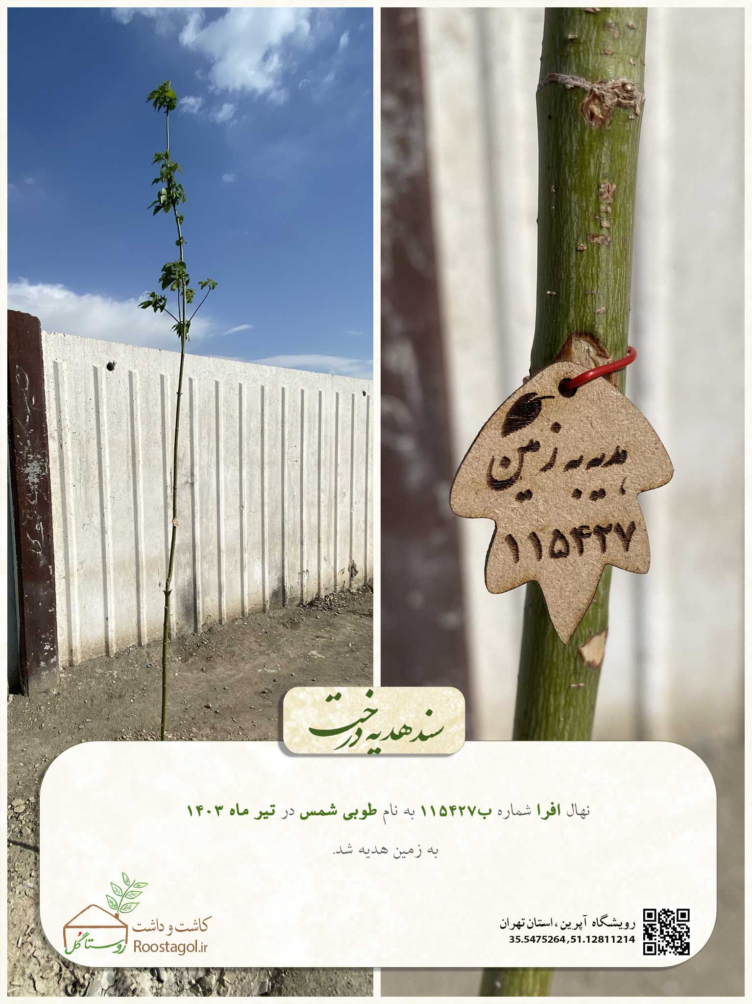 سفارش درخت