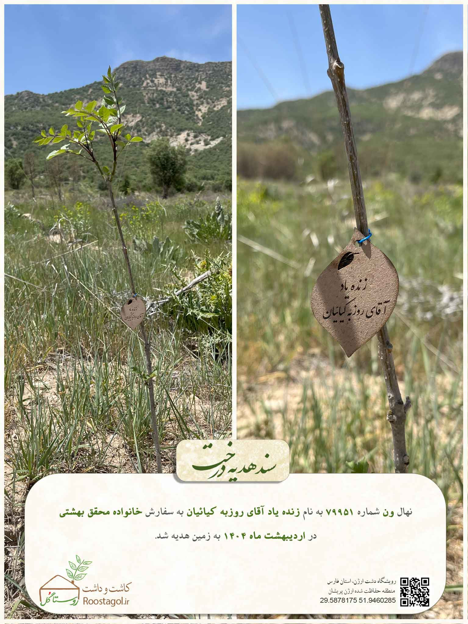 سفارش درخت