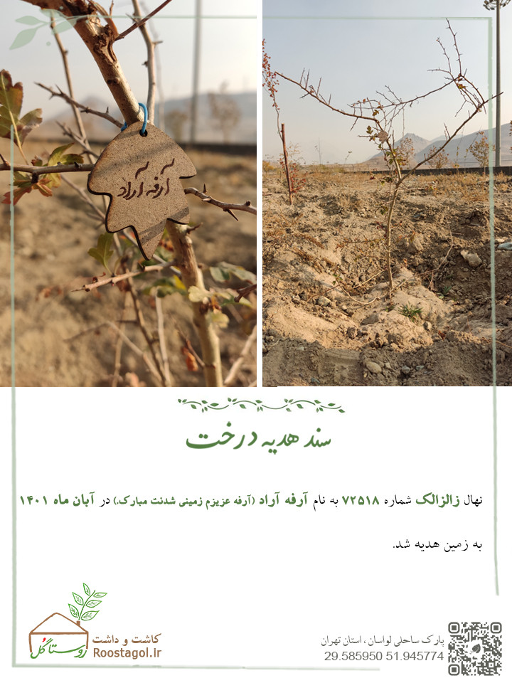 سفارش درخت