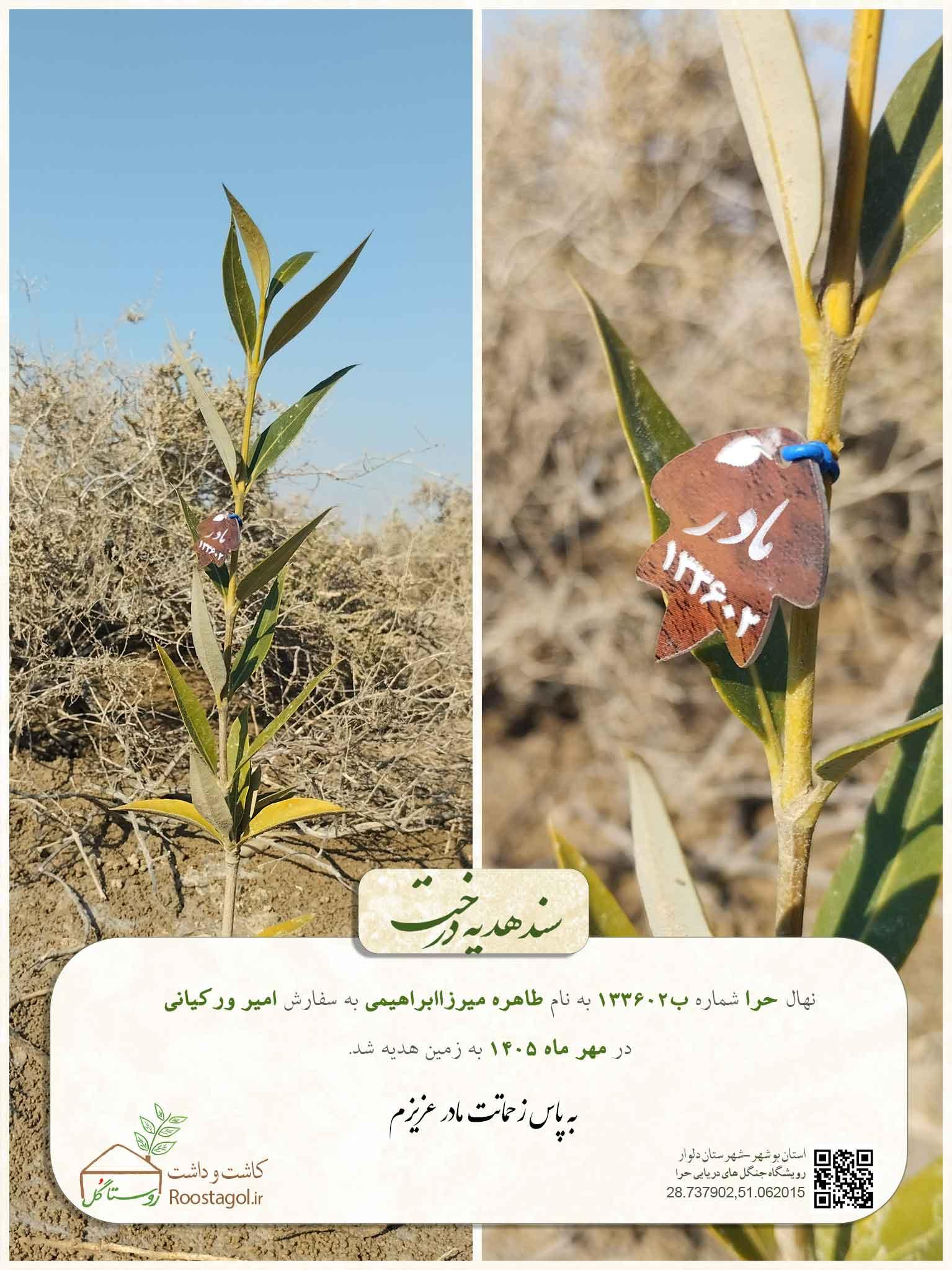 سفارش درخت