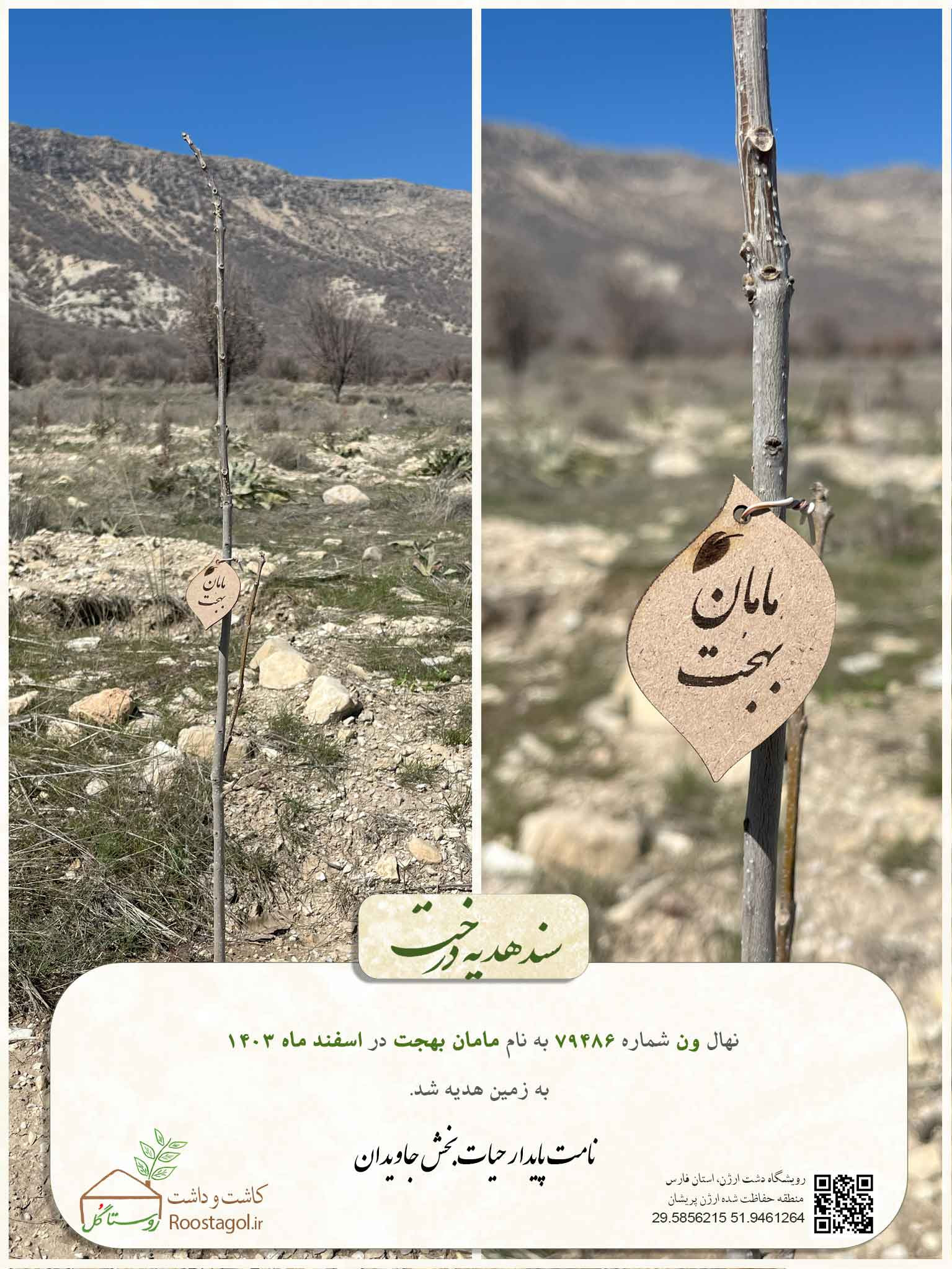 سفارش درخت
