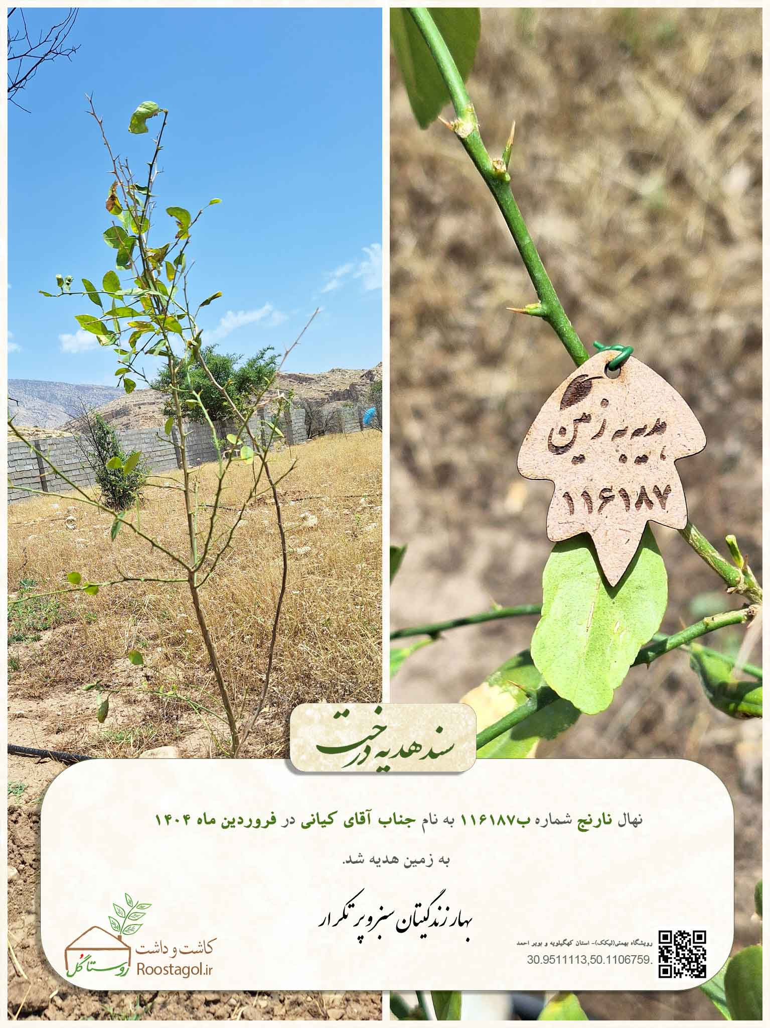 سفارش درخت