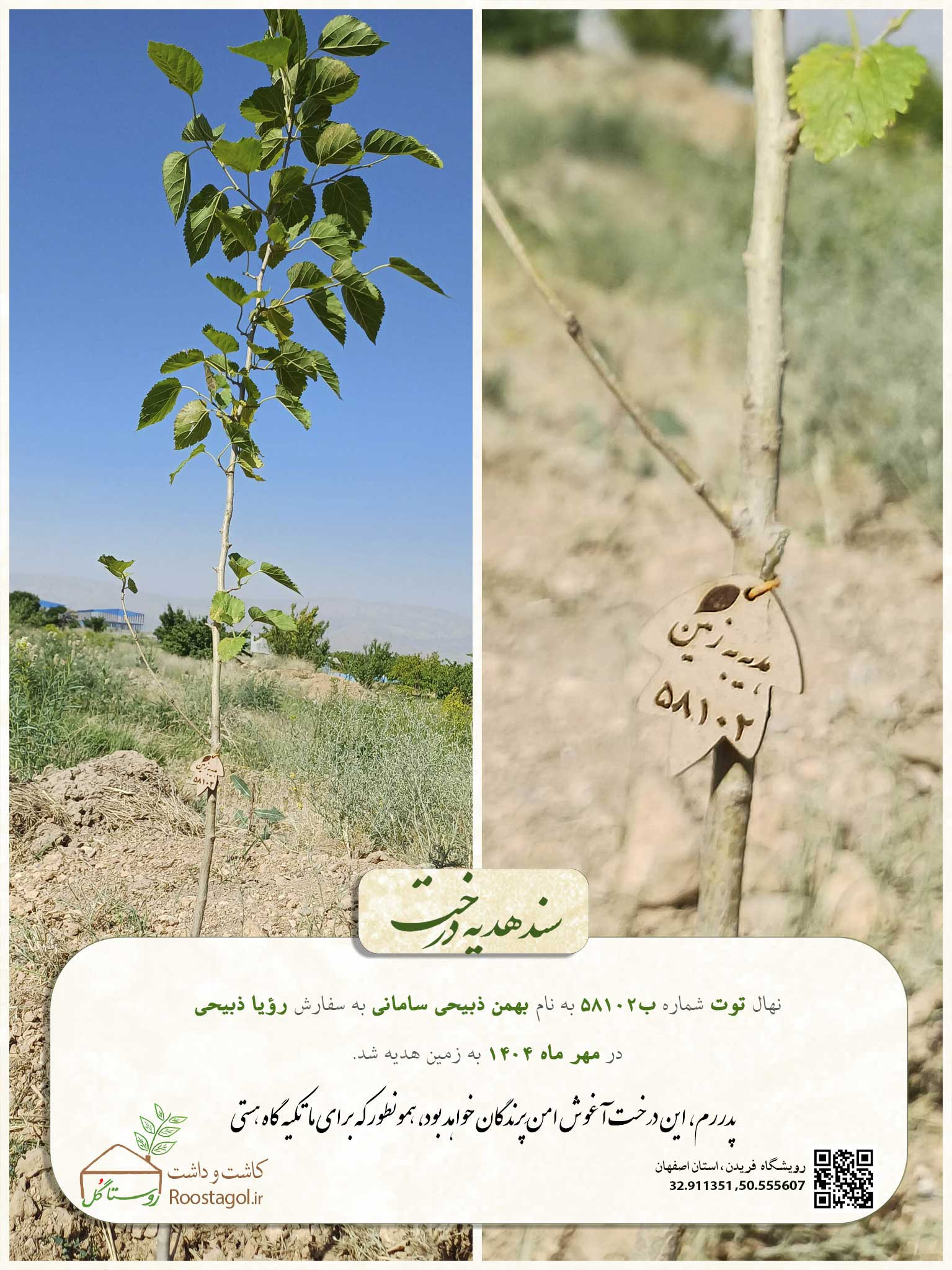 سفارش درخت