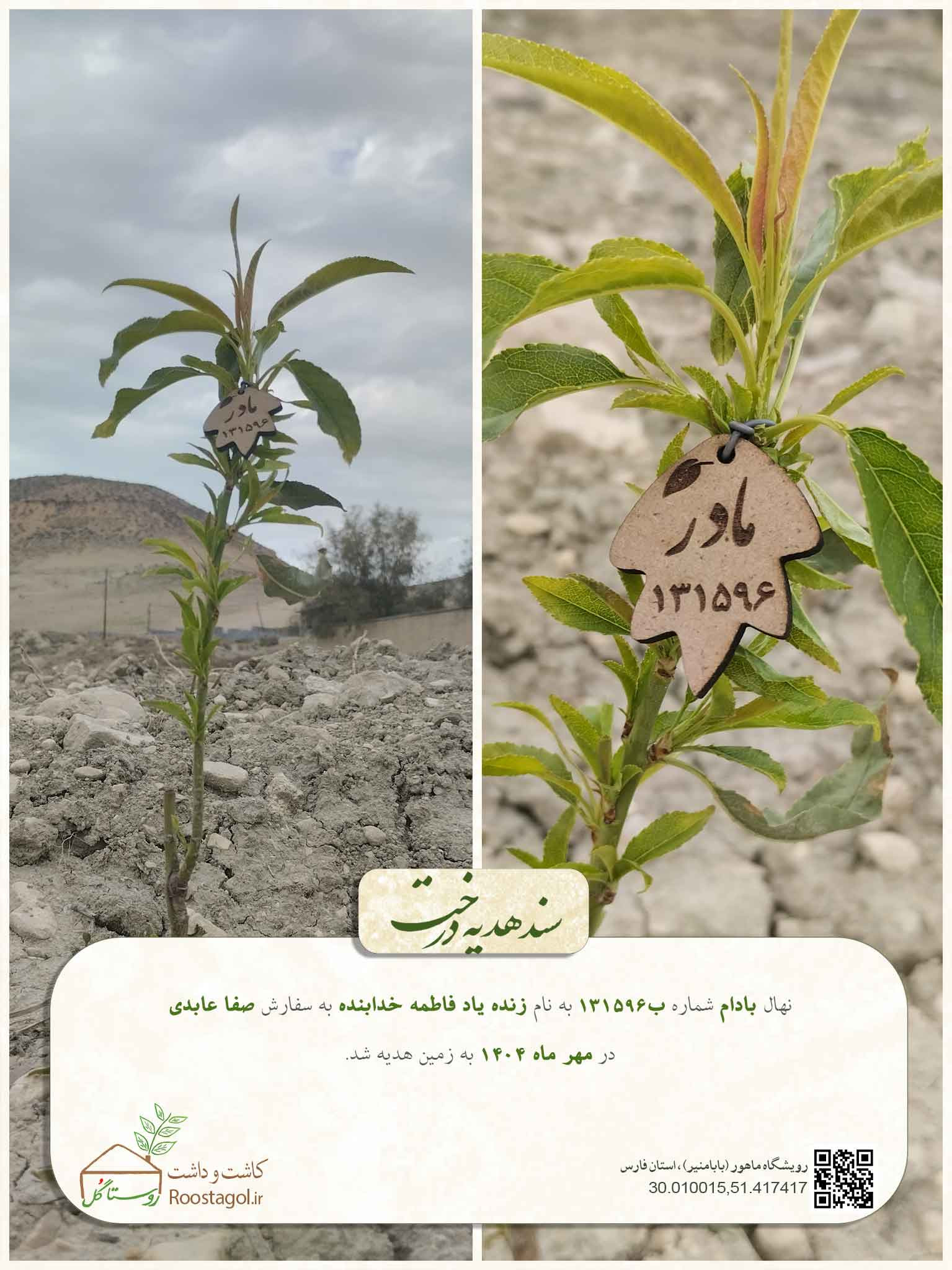 سفارش درخت