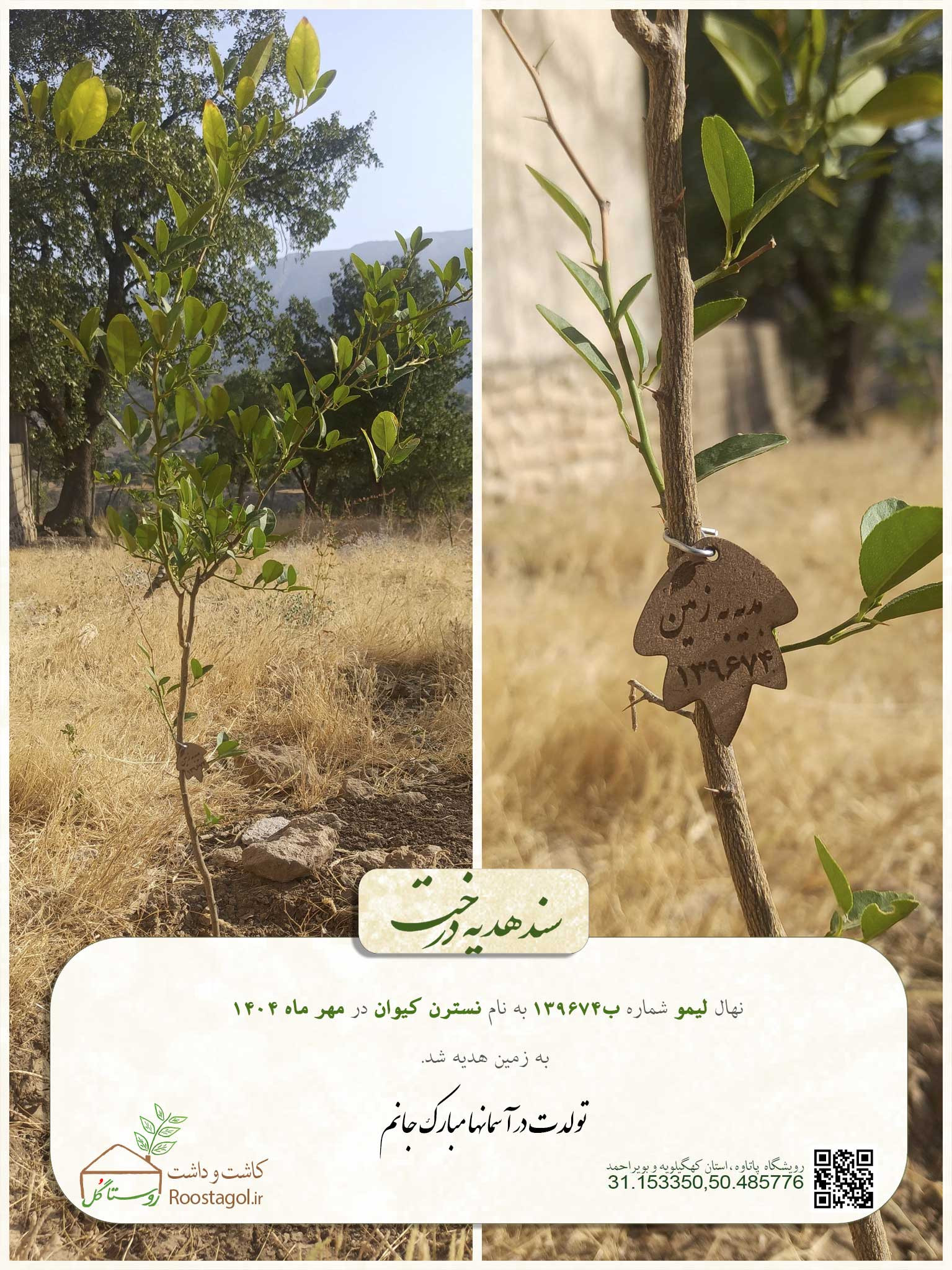 سفارش درخت