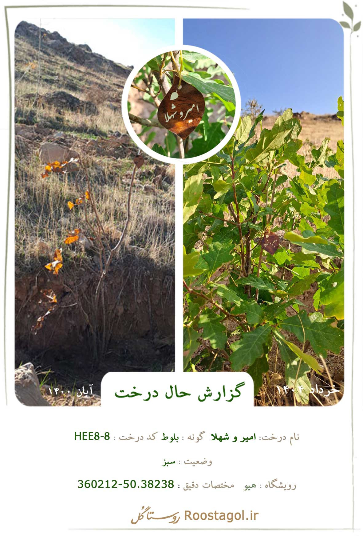 امیر و شهلا