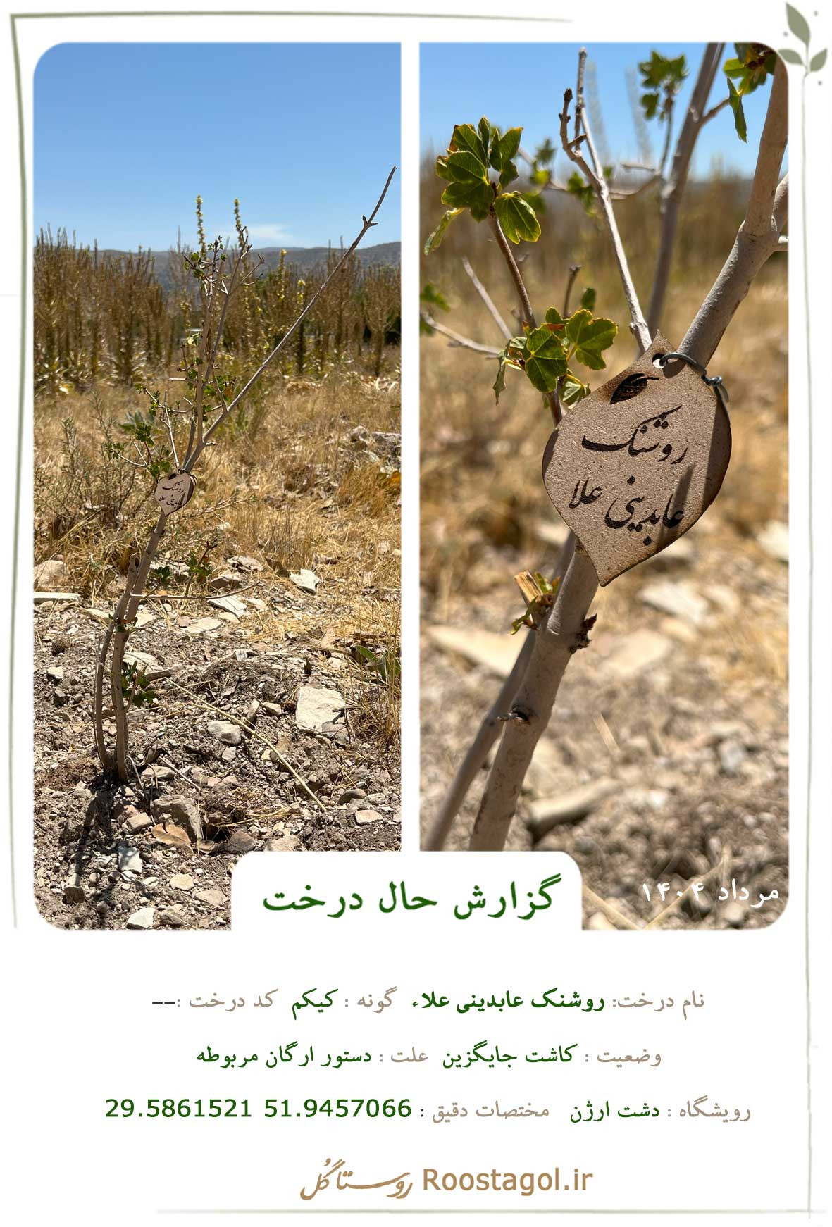 روشنک عابدینی علاء